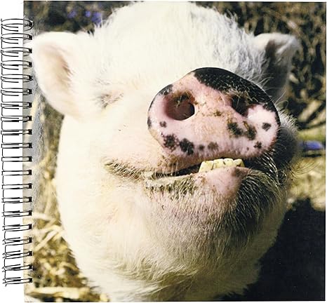 Amazon Co Jp 3drose Db 2 ペットポット ベリーピッグ ファームアニマル ニューメキシコ Us32 Jmr0497 Julien Mcroberts メモリブック 12 12インチ 文房具 オフィス用品