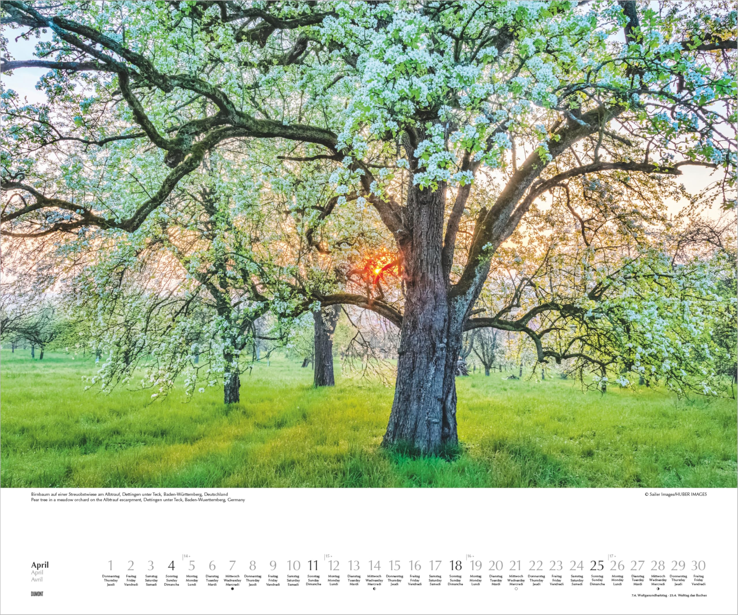 Heimische Bäume 2027: Wandkalender 60x50 cm mit Naturfotografie und 3-sprachigem Kalendarium