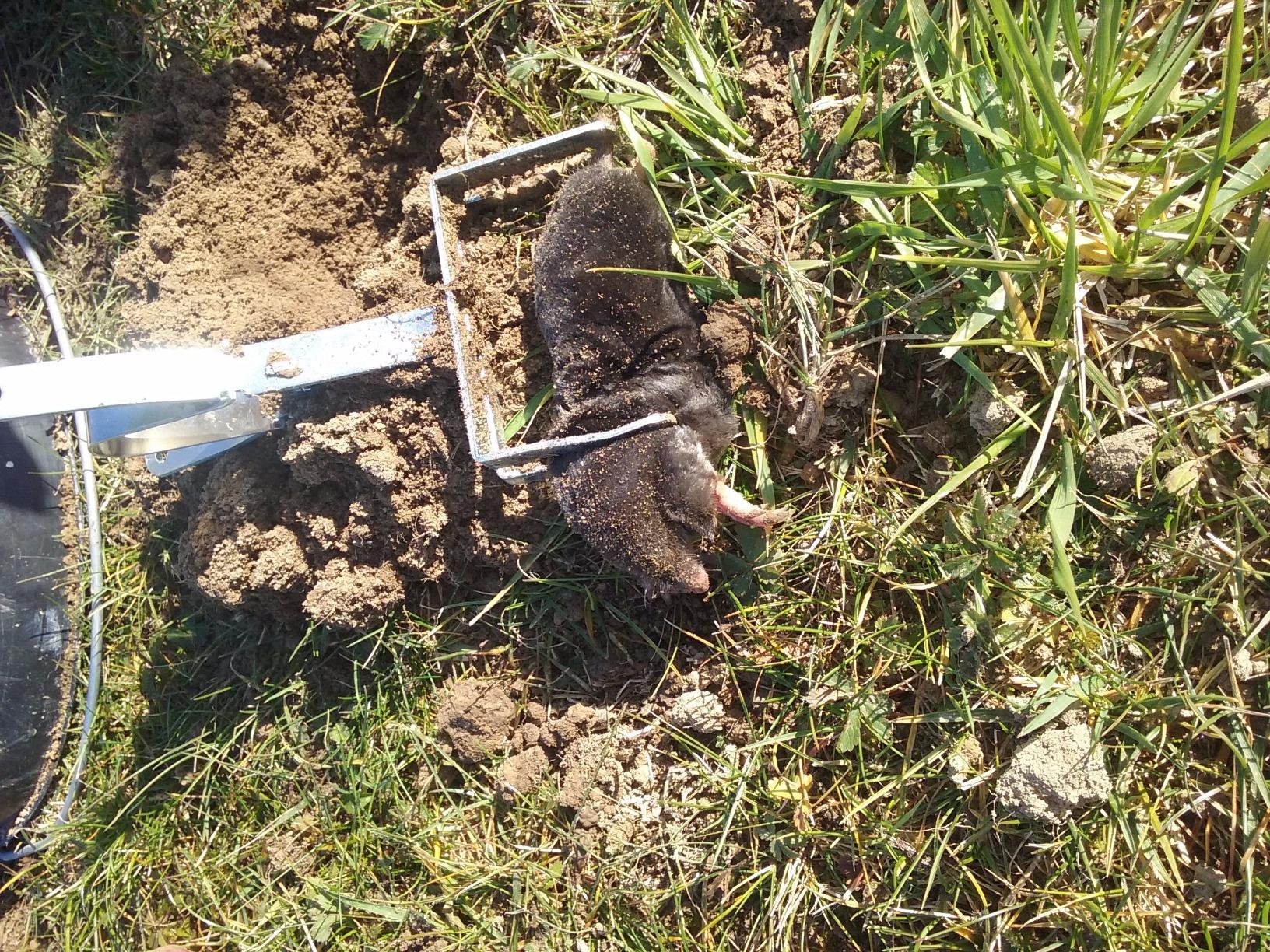 Windhager piege à Taupe Pince métal : Amazon.fr: Jardin