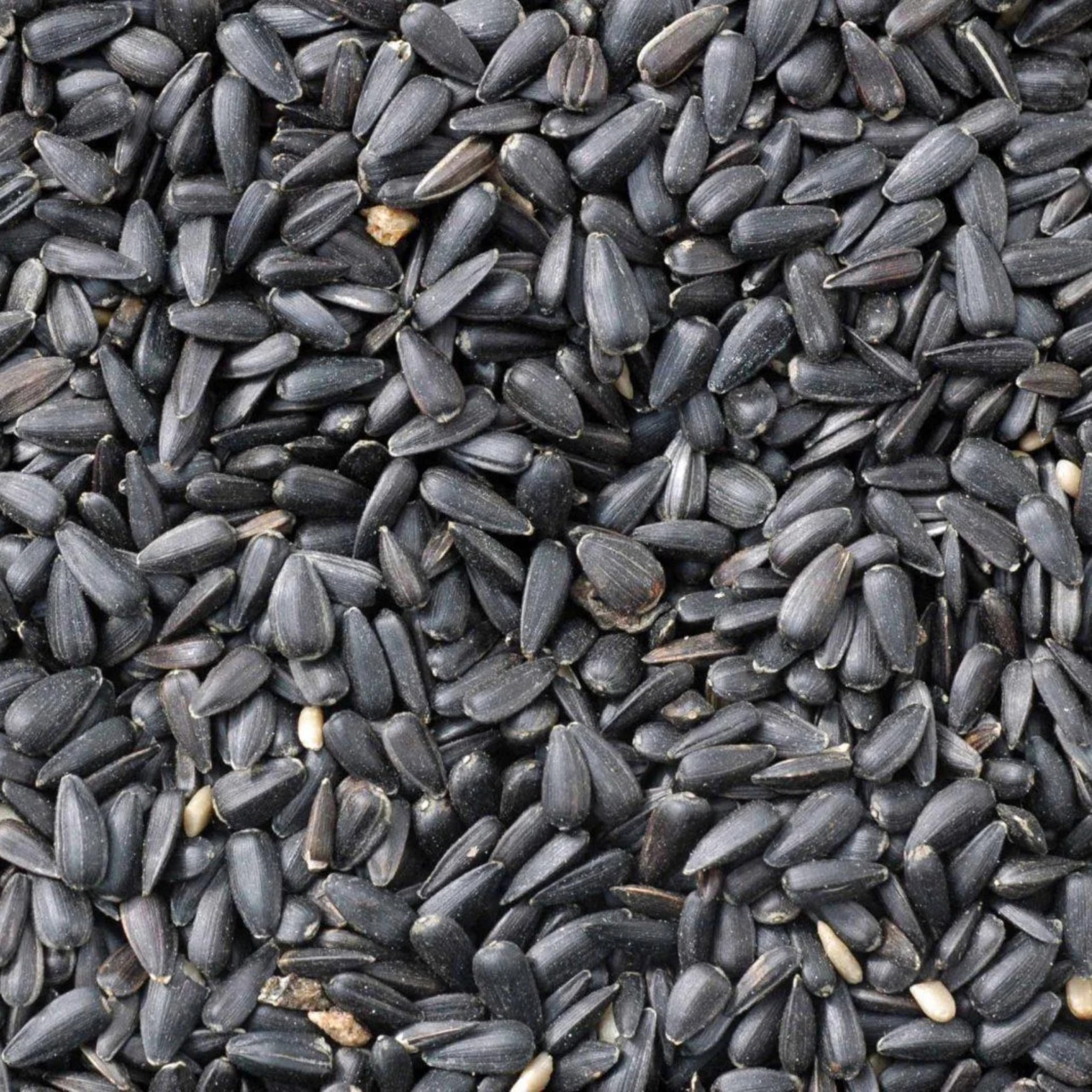 4 kg Johnston & Jeff Black Oil Sunflower seeds