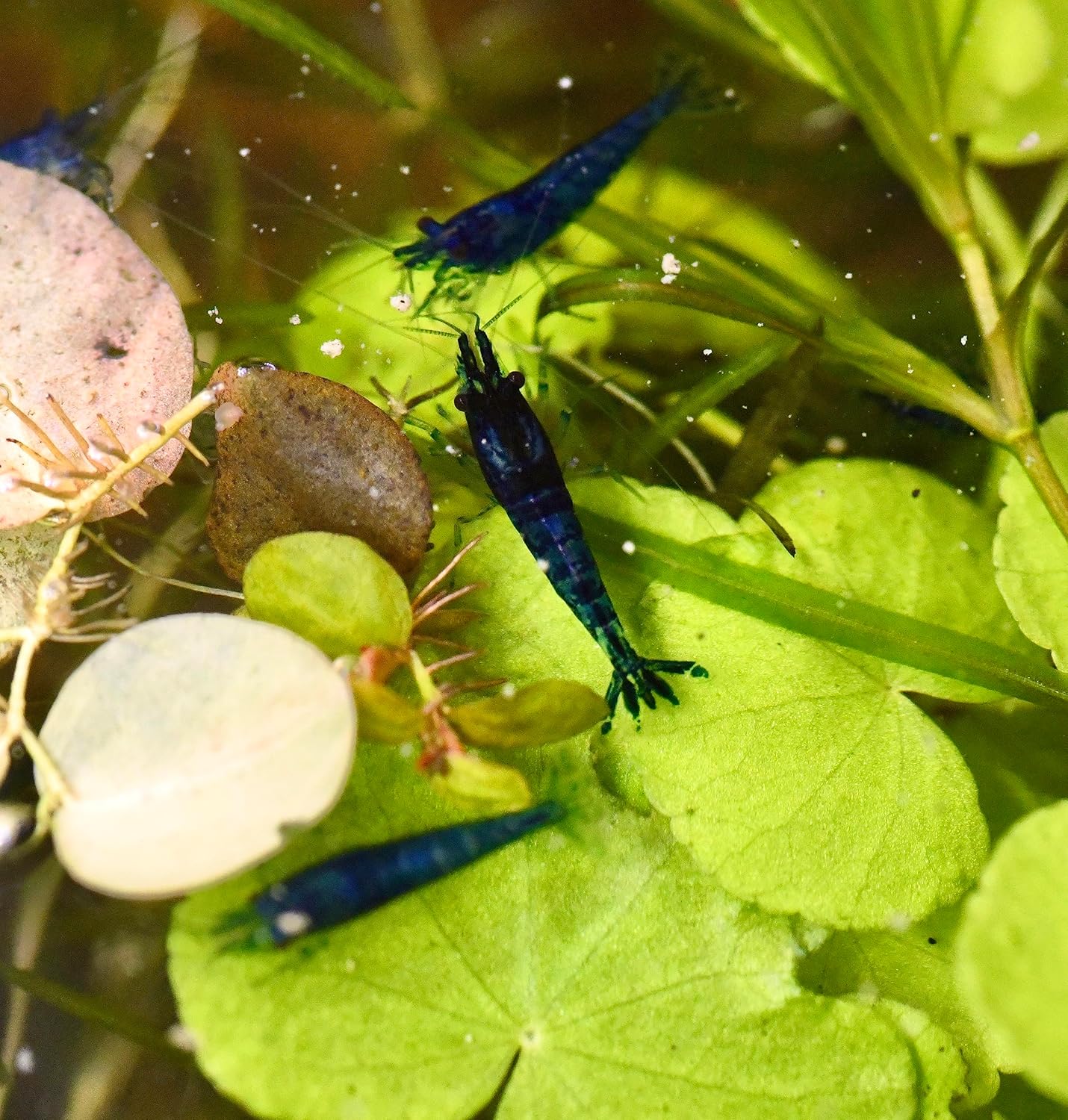 Live Neocaridina Blue Dream Shrimp - Stunning Blue Color - 10 Juvenile Blue Dream Shrimp - Freshwater Aquarium Shrimp