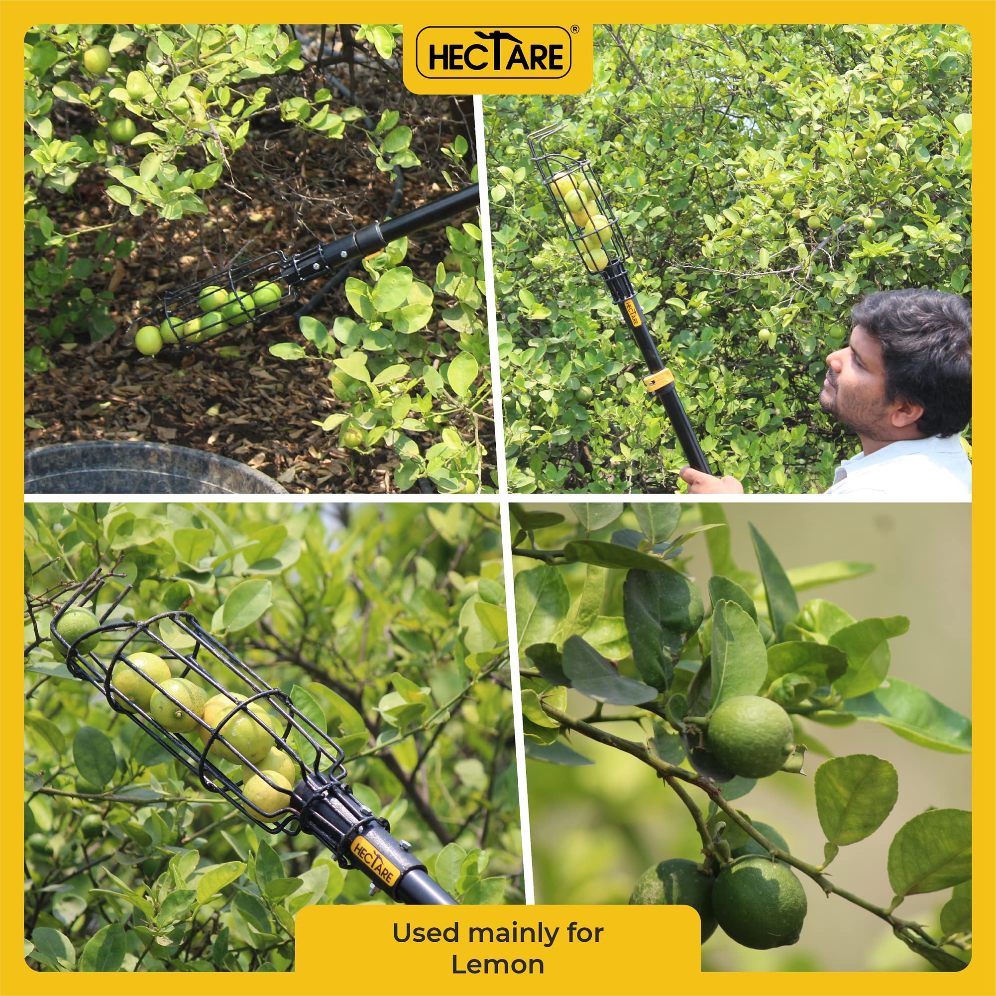 Fruit Picker Basket - Harvest Lemons, Chikus & More -5