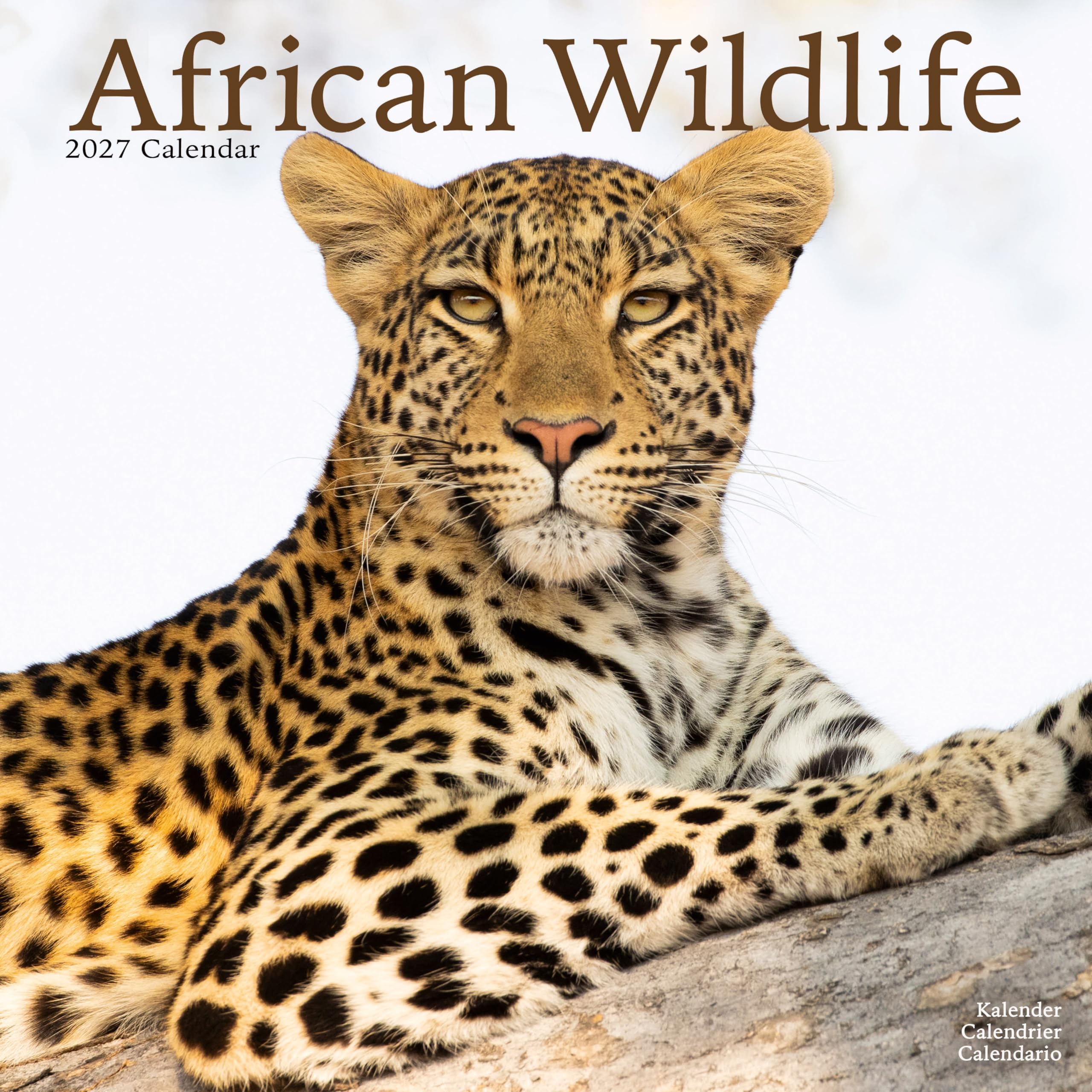 African Wildlife 2027 Calendar | Square Wall Calendar | Animal Gift | Plastic Free Packaging | by Avonside Publishing