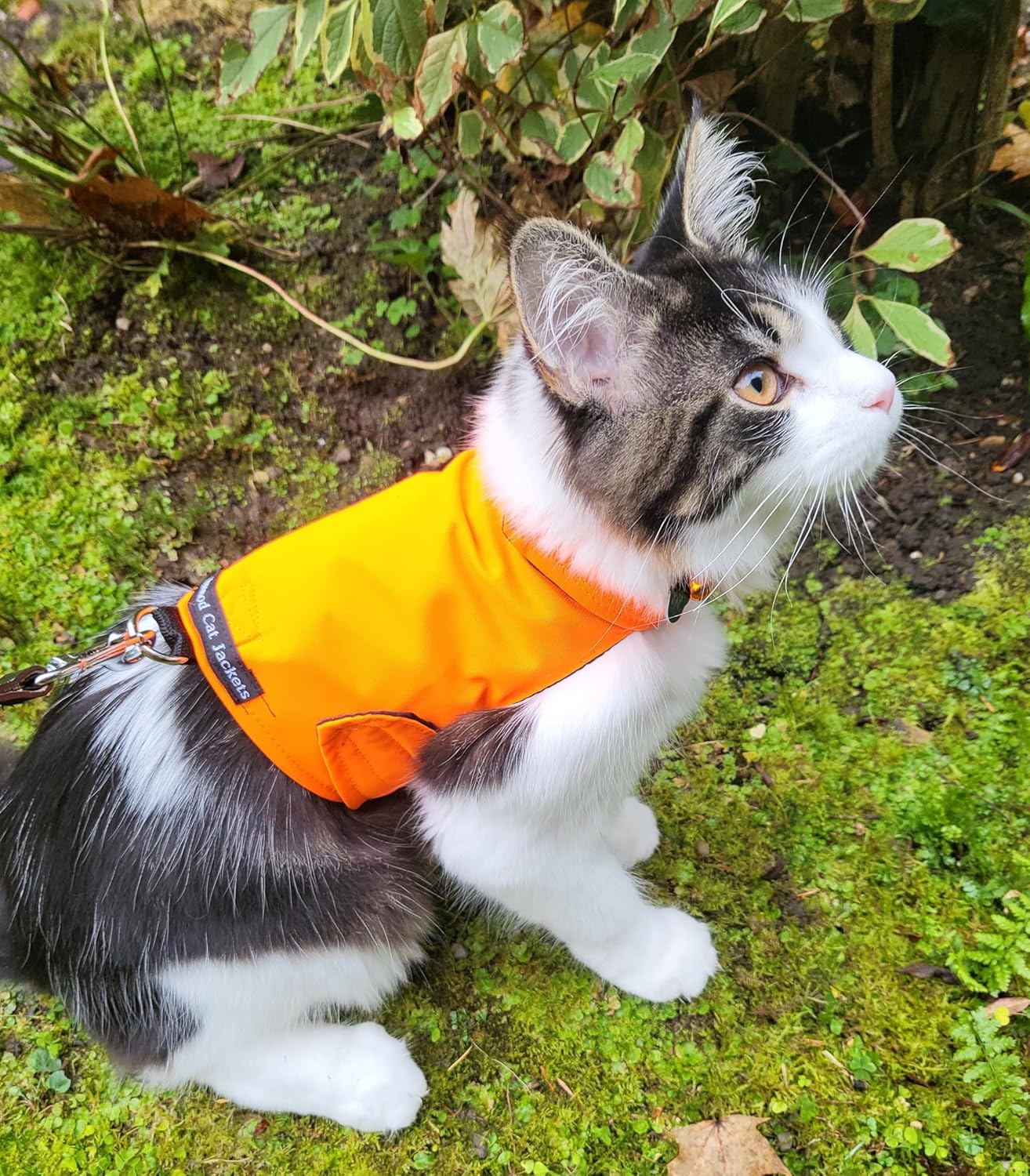Mynwood Cat Jacket/Harness Plain Fabric Adult Cat or Kitten (High viz Yellow Adult)