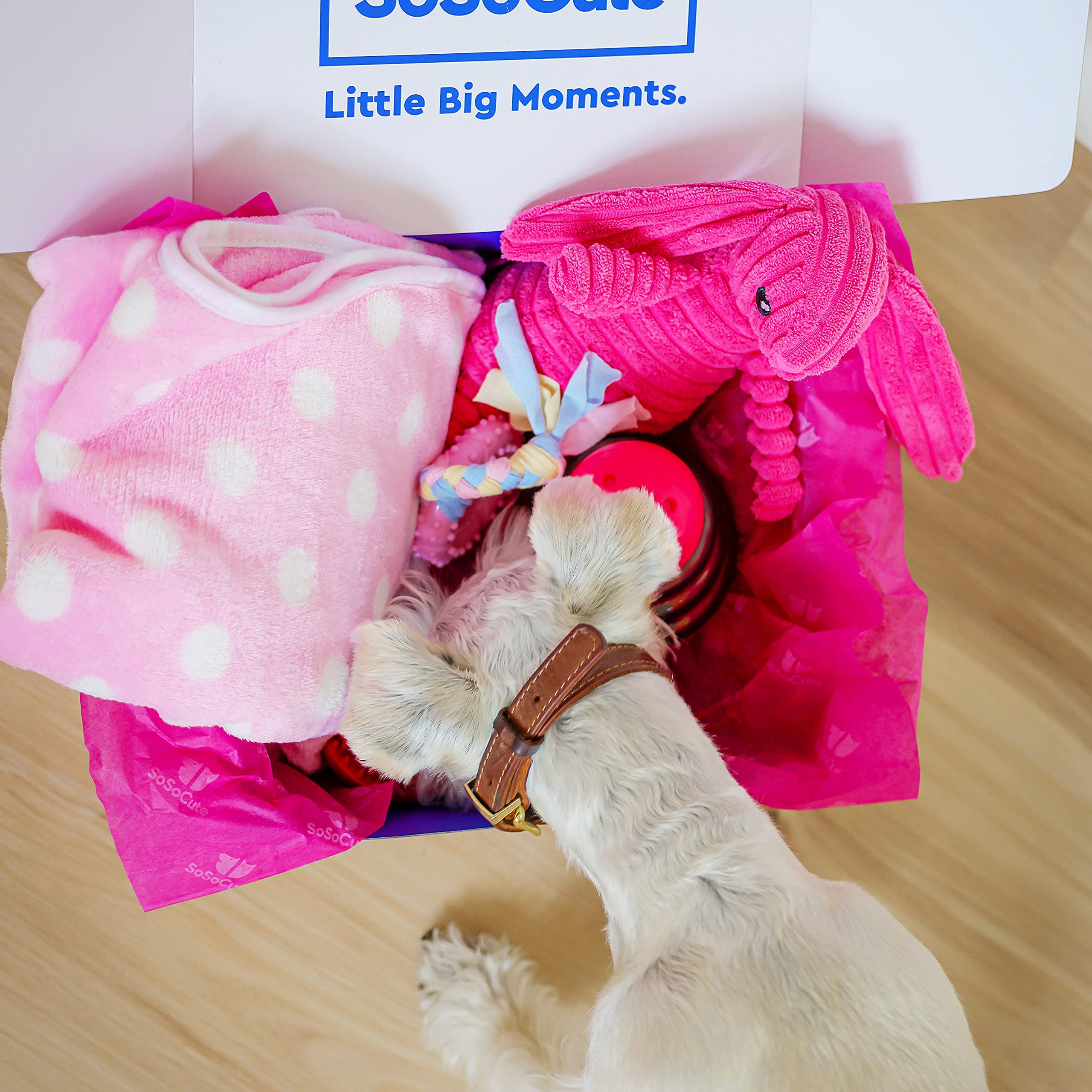 Caja de regalo rosa para perros, juego de 5 juguetes masticables para cachorros, paquete de cuidado de cachorros con manta para perros, felpa chirriante, mordedor de goma para cachorros, bola