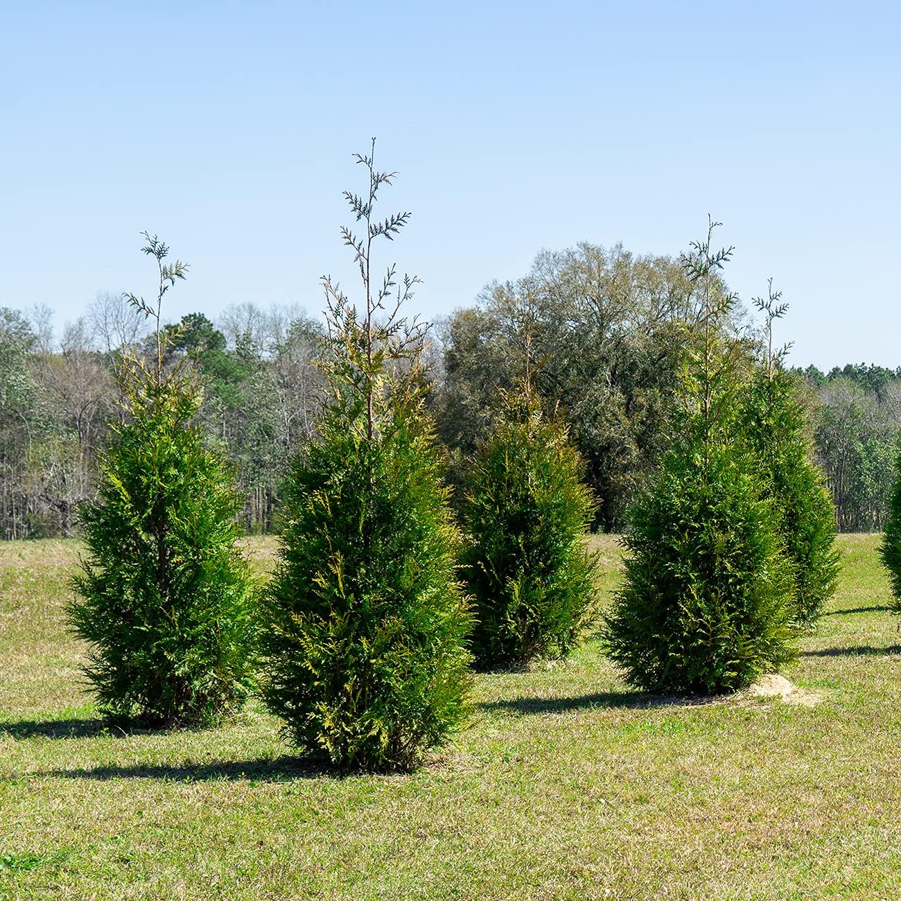 Perfect Plants Thuja Green Giant 2ft. Tall 8-Pack | Privacy Evergreen Arborvitae | Adaptable Lush Green Foliage