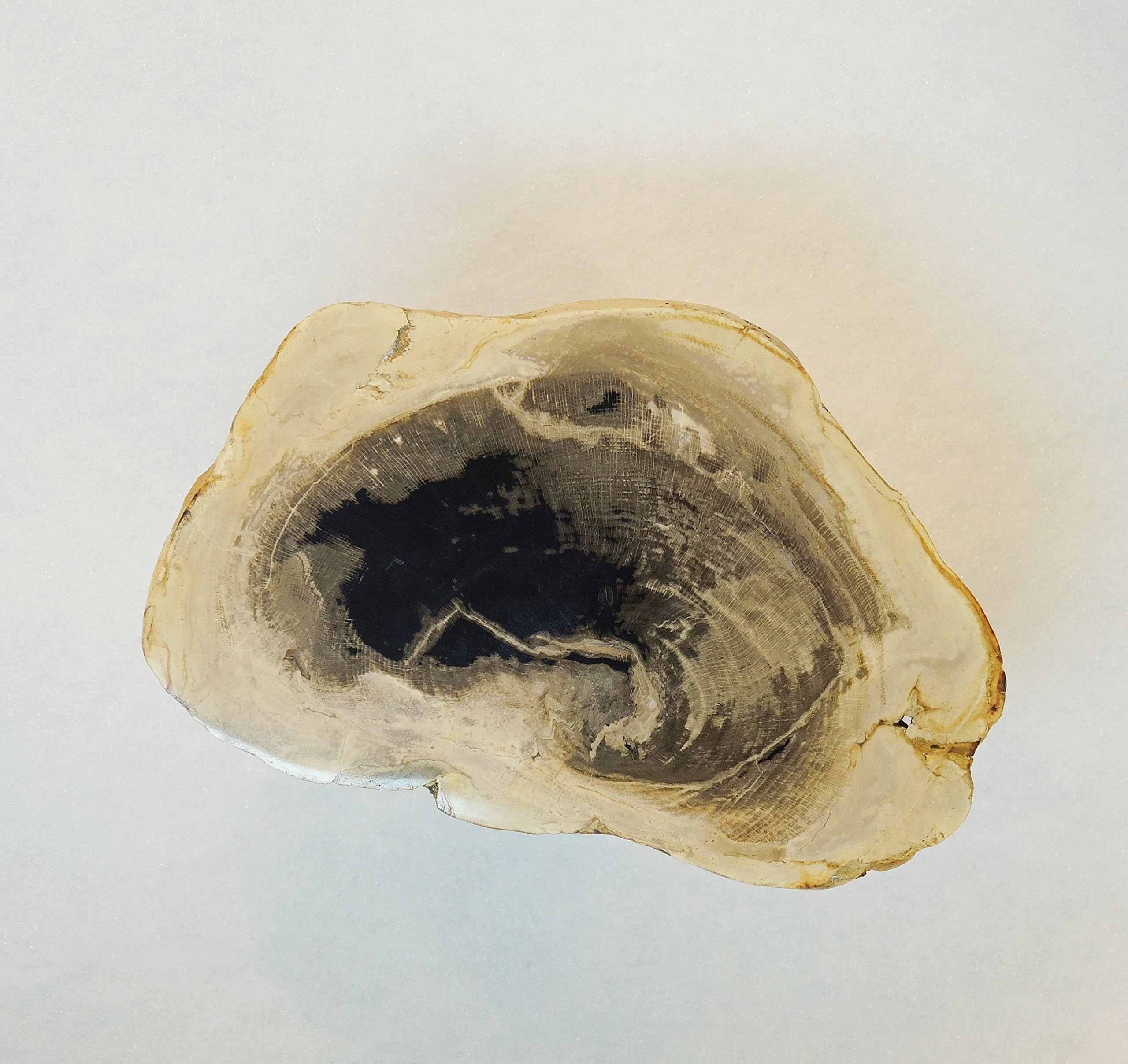 Dicot Petrified Wood 31 Million Years Old Little Butte Volcanic Formation Oregon 19