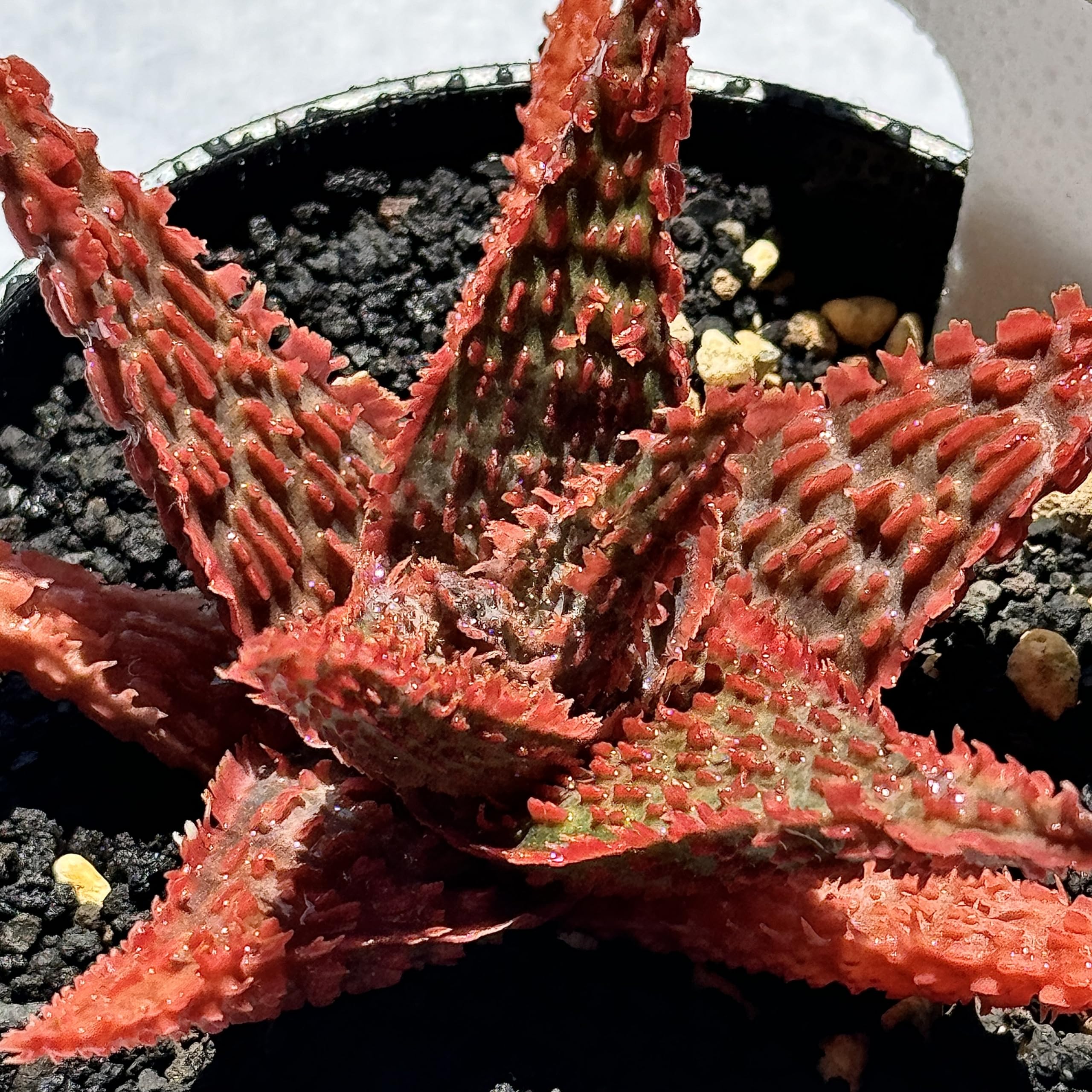 Amazon｜多肉植物 観葉植物 アロエ ハイブリッド Aloe hybird HYB 特選
