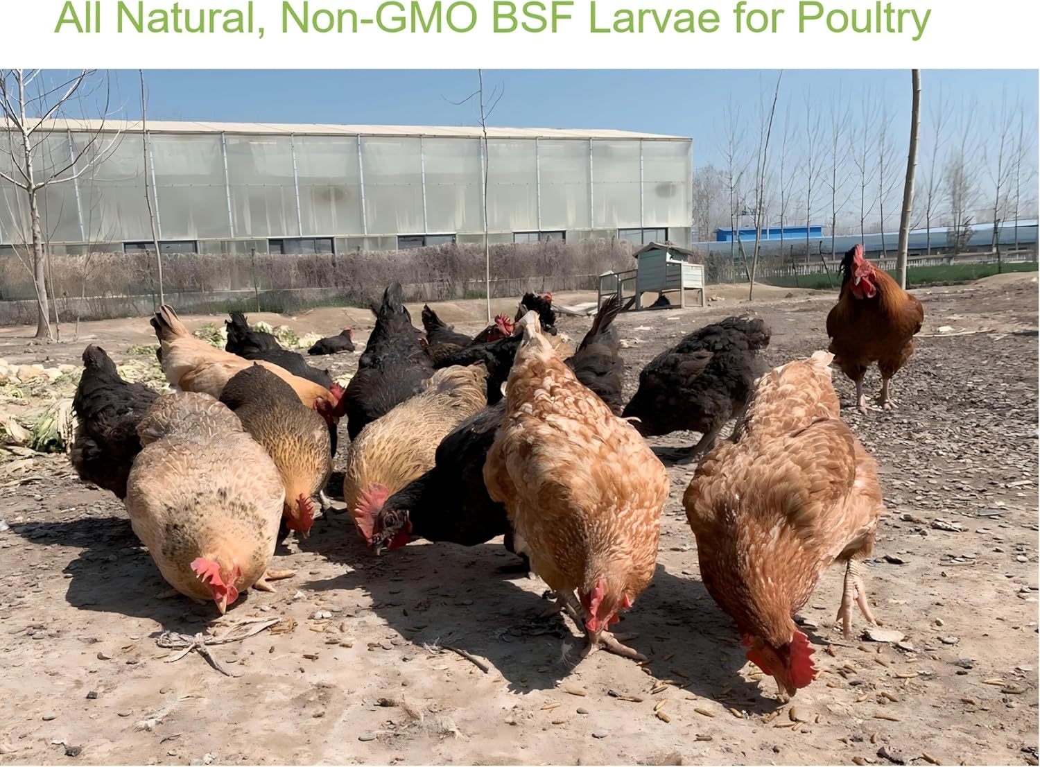 10lb Dried Black Soldier Fly Larvae Chicken Feed,100% Natural Non-GMO BSF Larvae,More Calcium Than Mealworms,High Protein Chickens Treats, Food for Wild Birds, Ducks, Laying Hens - Image 5