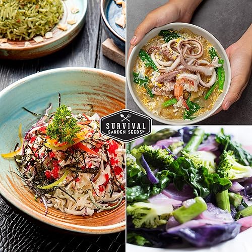 Miniatura 5 de Survival Garden Seeds - Semilla de col rizada rusa roja para plantar, paquete con instrucciones para plantar y cultivar col rizada ornamental y