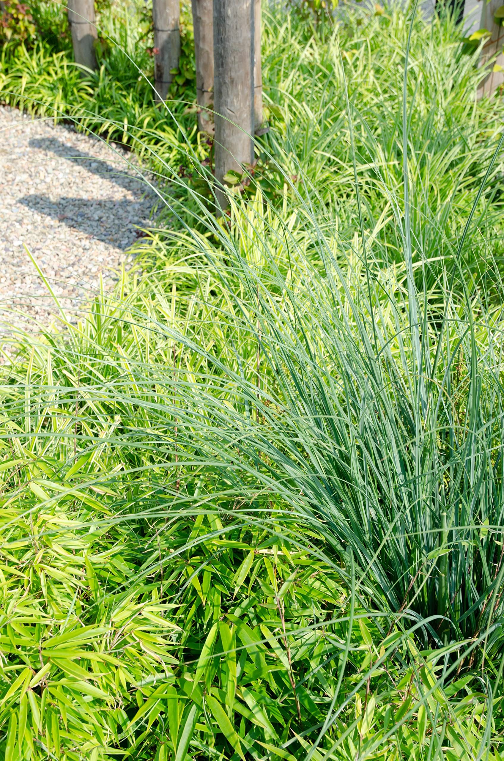 Fargesia Bambus (Fargesia rufa) - Hhe: 60 cm - Hecken & Strucher von  Botanicly : Amazon.de: Garten