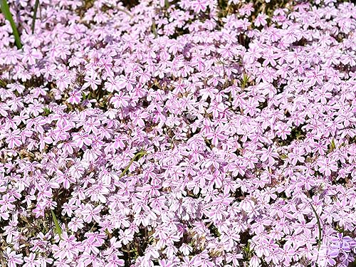 Vista 19 de Greenwood Nursery: Plantas vivas de cobertura del suelo - Bugleweed Blueberry Muffin + Ajuga Reptans - [Cantidad: 1x Maceta de Pinta]