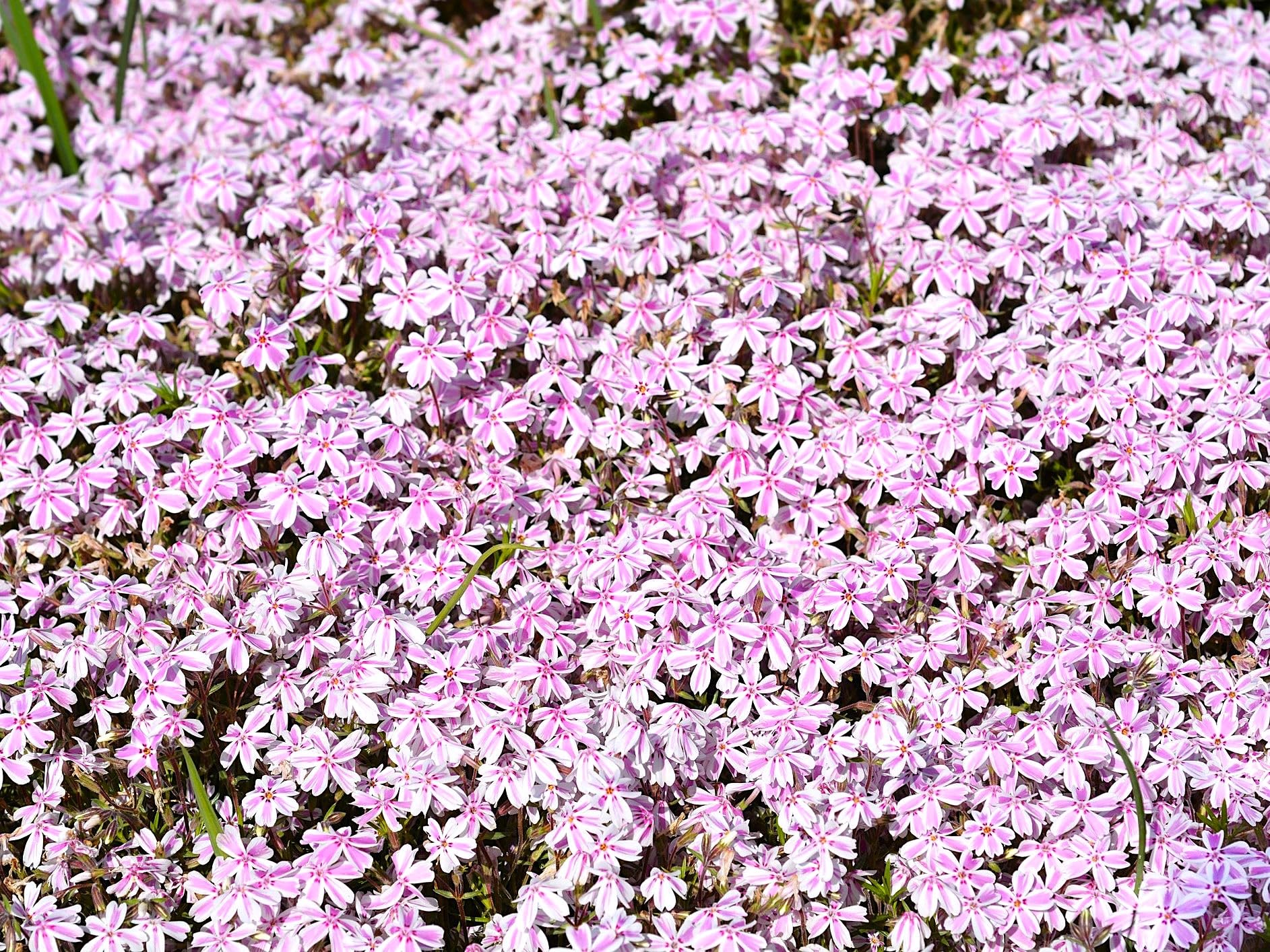 Greenwood Nursery Candy Stripe Creeping Phlox