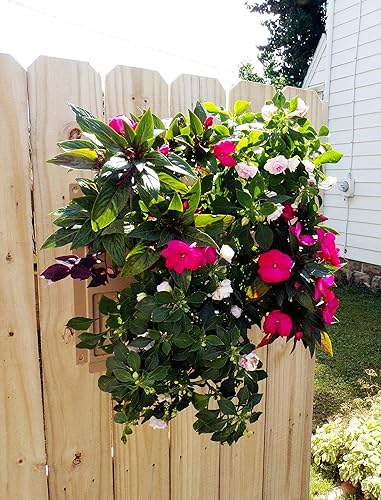 Miniatura 7 de Grupo EMSCO - Maceta para riel, Maceta, Verde