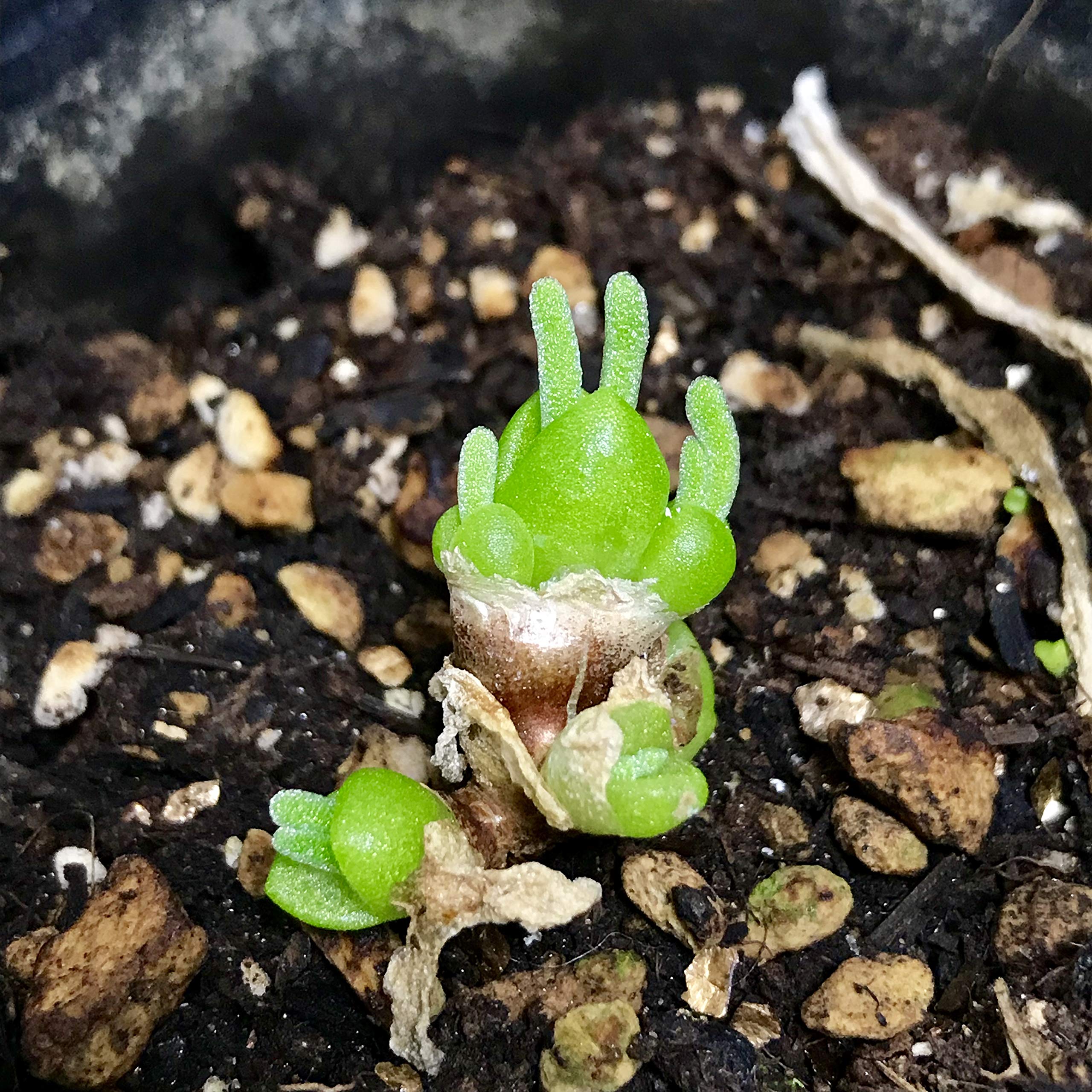 Amazon | 栽培セット 種子10粒 うさぎの耳 モニラリア 多肉植物 取説付