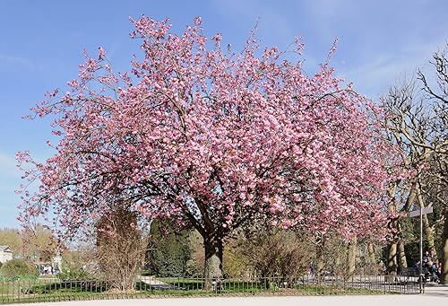 Miniatura 7 de Cerezo Japonés  Semillas Premium  Prunus serrulata 'Spring'  Pink Bloom  Plants' (Premium Seeds, 20)
