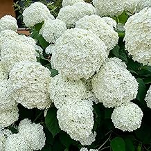 Hydrangea Annabelle Shrub | Smooth Hydrangea | Large White Blooms | 9cm Growers Pot