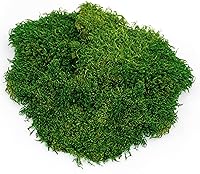 Vista 2 de Galápagos (05248) Hojas de musgo real, 8 cuartos de galón, natural, verde