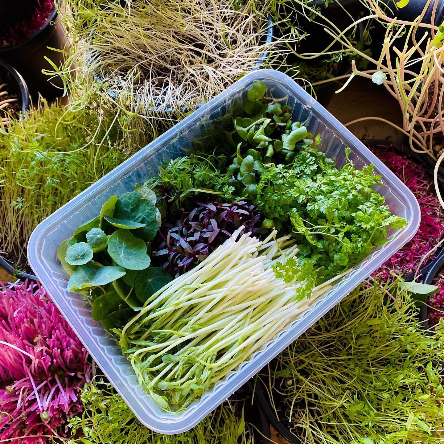 Joycity Microgreen Seeds Combo- Pack of 5 Variety Of Microgreens (2800+ Seeds) (B08V6MVL8V) Amazon Price History, Amazon Price Tracker