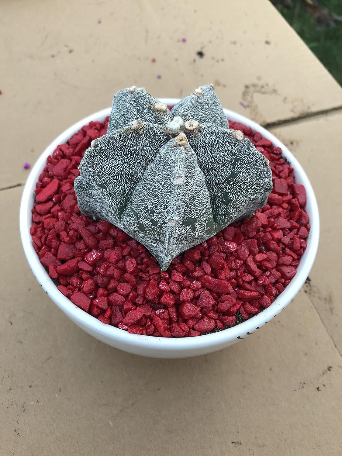 Astrophytum