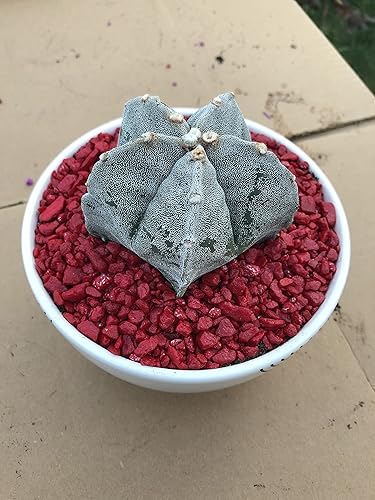 Miniatura 3 de Astrophytum