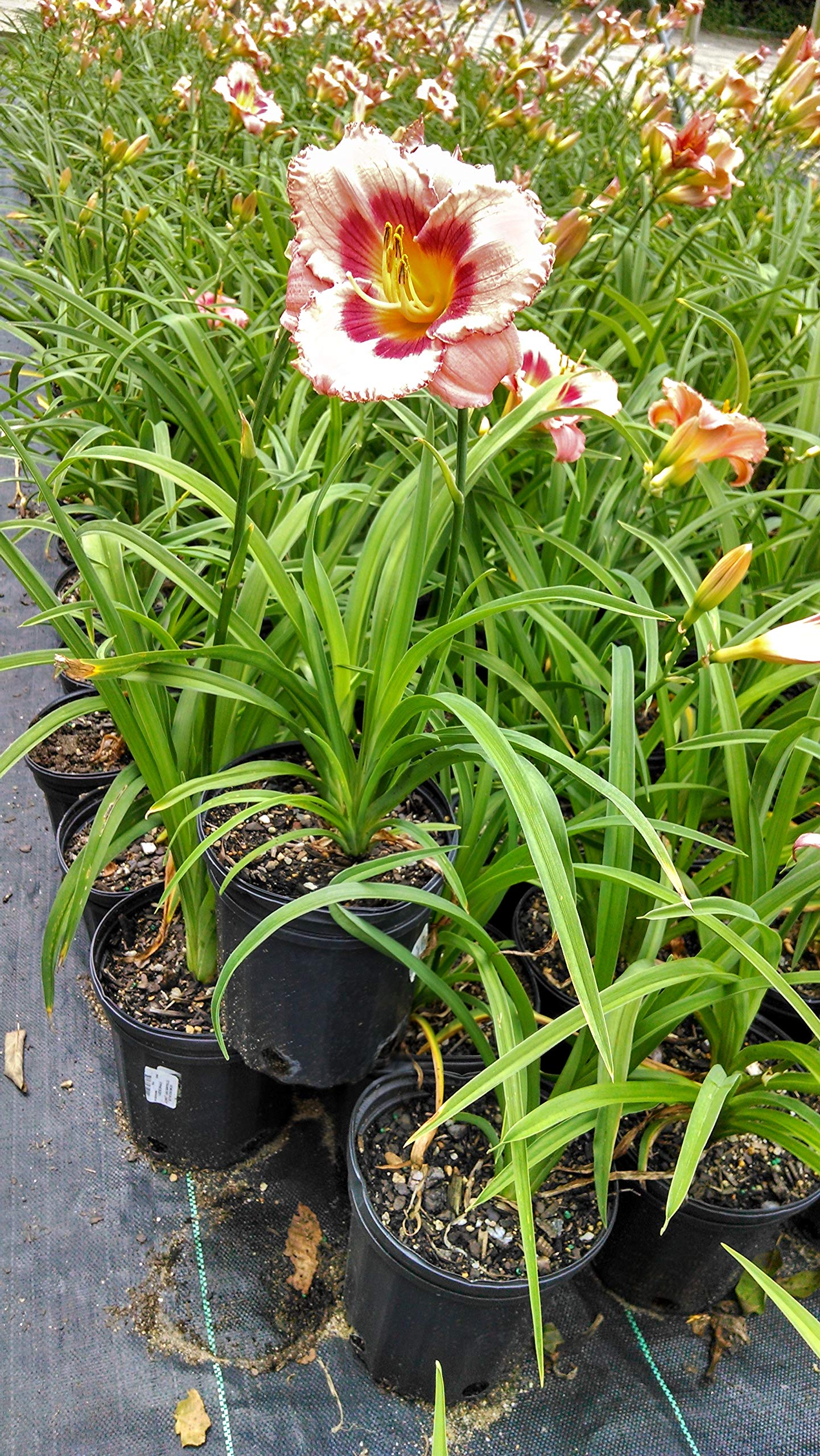 Hemerocallis Strawberry Candy