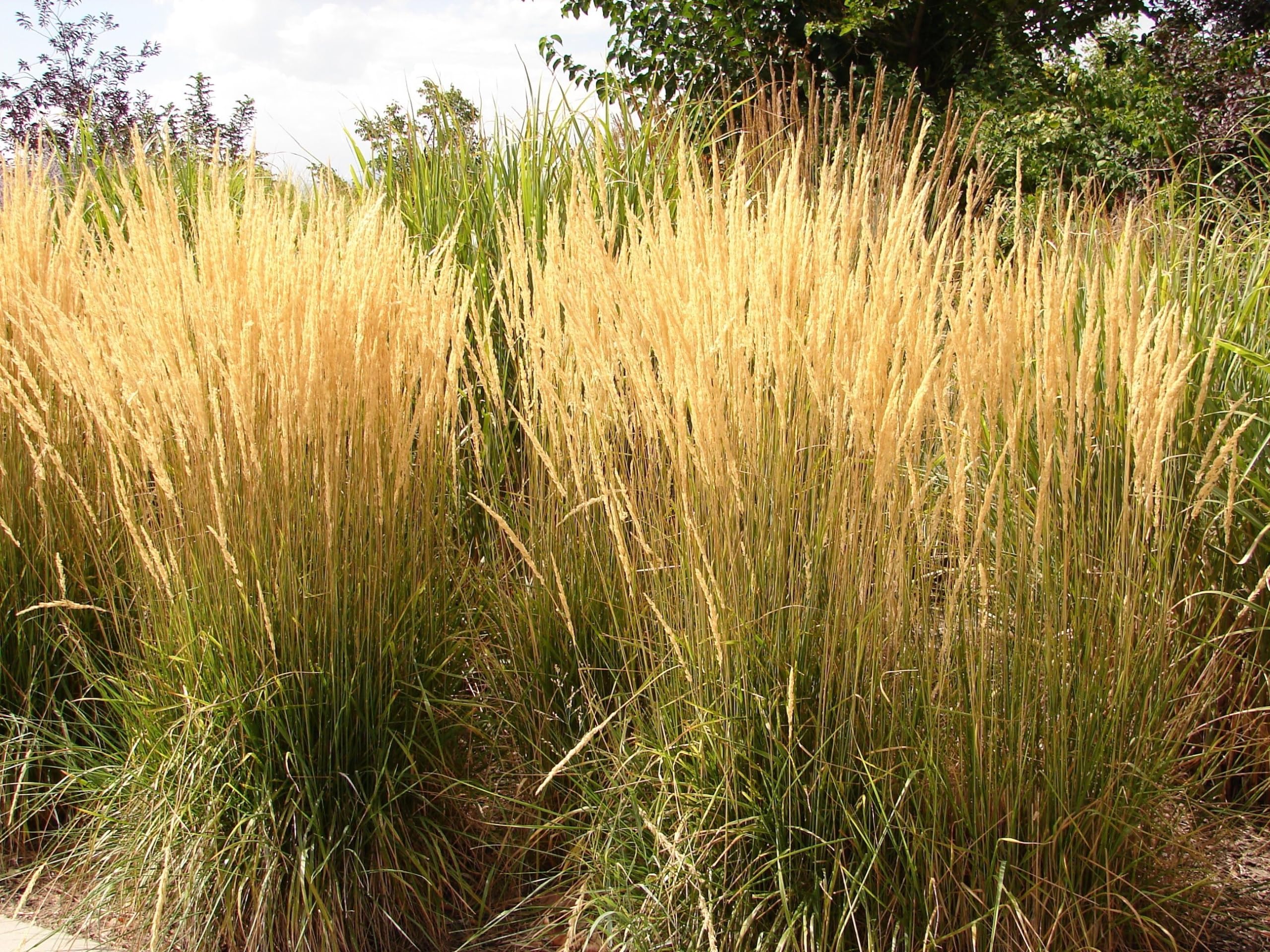 Stauden Gänge 10 x Calamagrostis x acutiflora 'Waldenbusch' Reitgras
