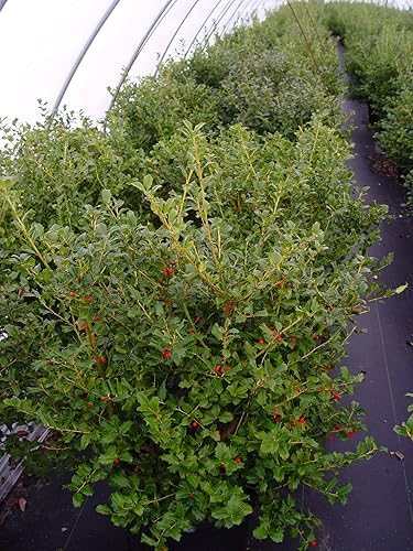 Vista 39 de Ganadores probados - Ilex verticillata Berry Heavy Gold (Winterberry) Arbusto, bayas de oro, 3 - Contenedor