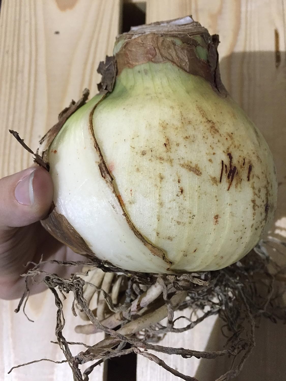 Amaryllis Orange Sovereign Huge Bulb 28-36cm! Great Holiday Gift! Easy Grow Bulbs!