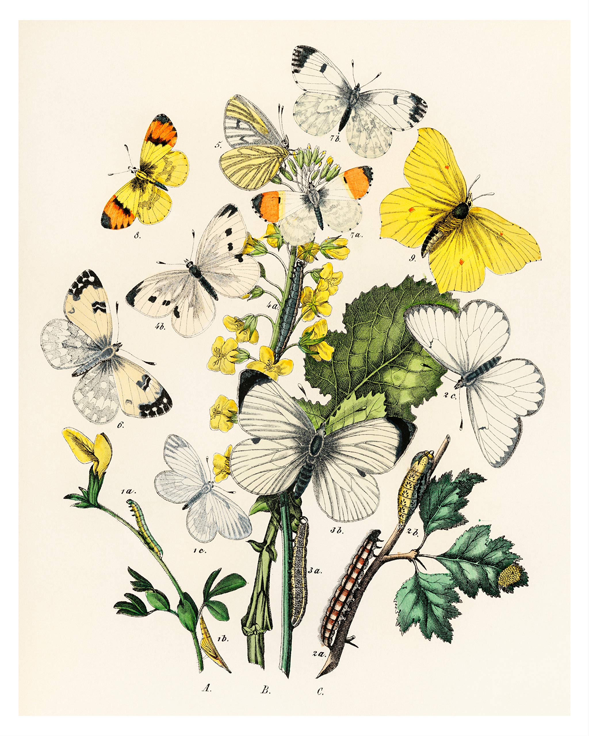 Gallery Wall Art Set of 7 Art Prints, Botanical Prints, Naturalist