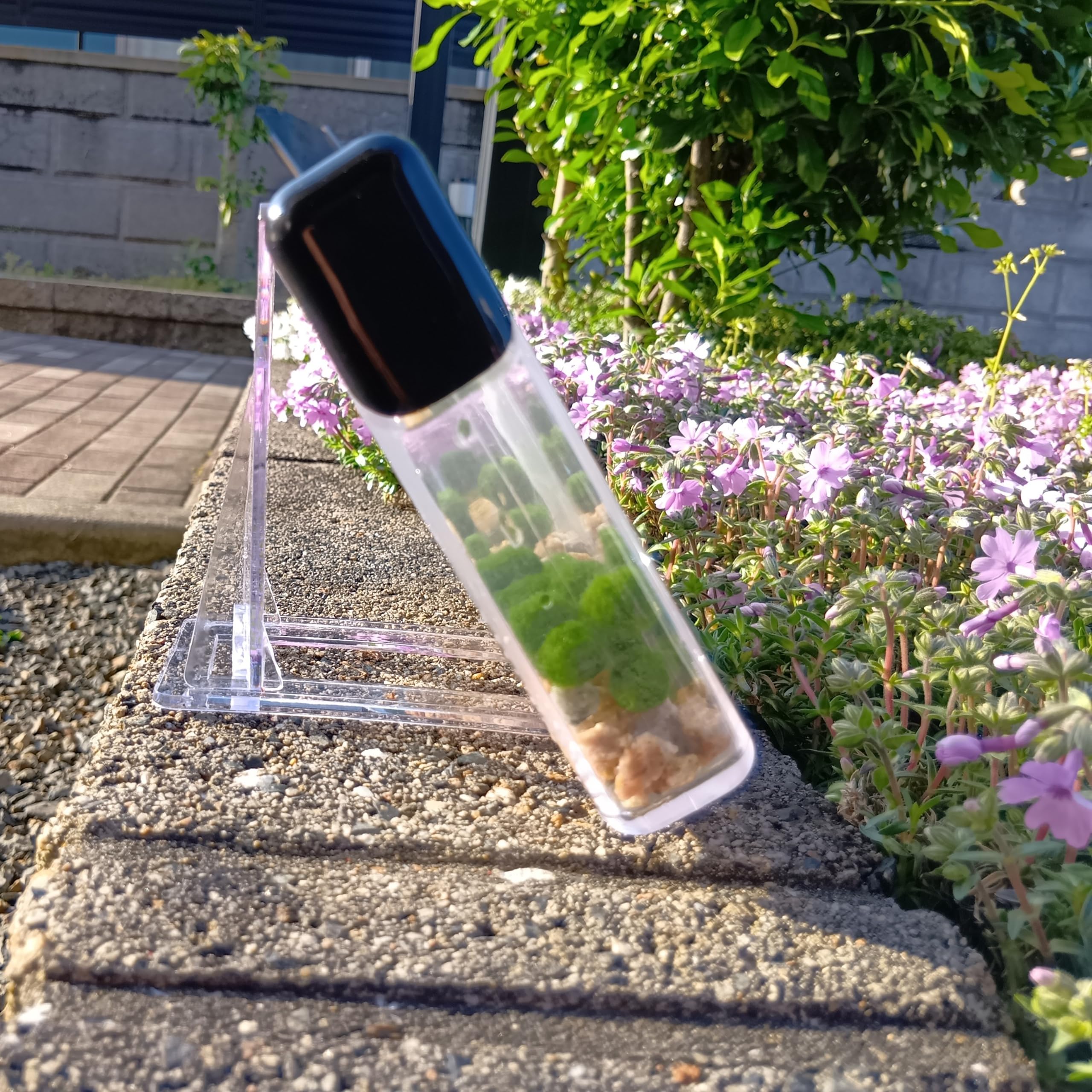 配送 まりも様専用アクリル水槽 楽天市場】メーカー直送 （受注生産