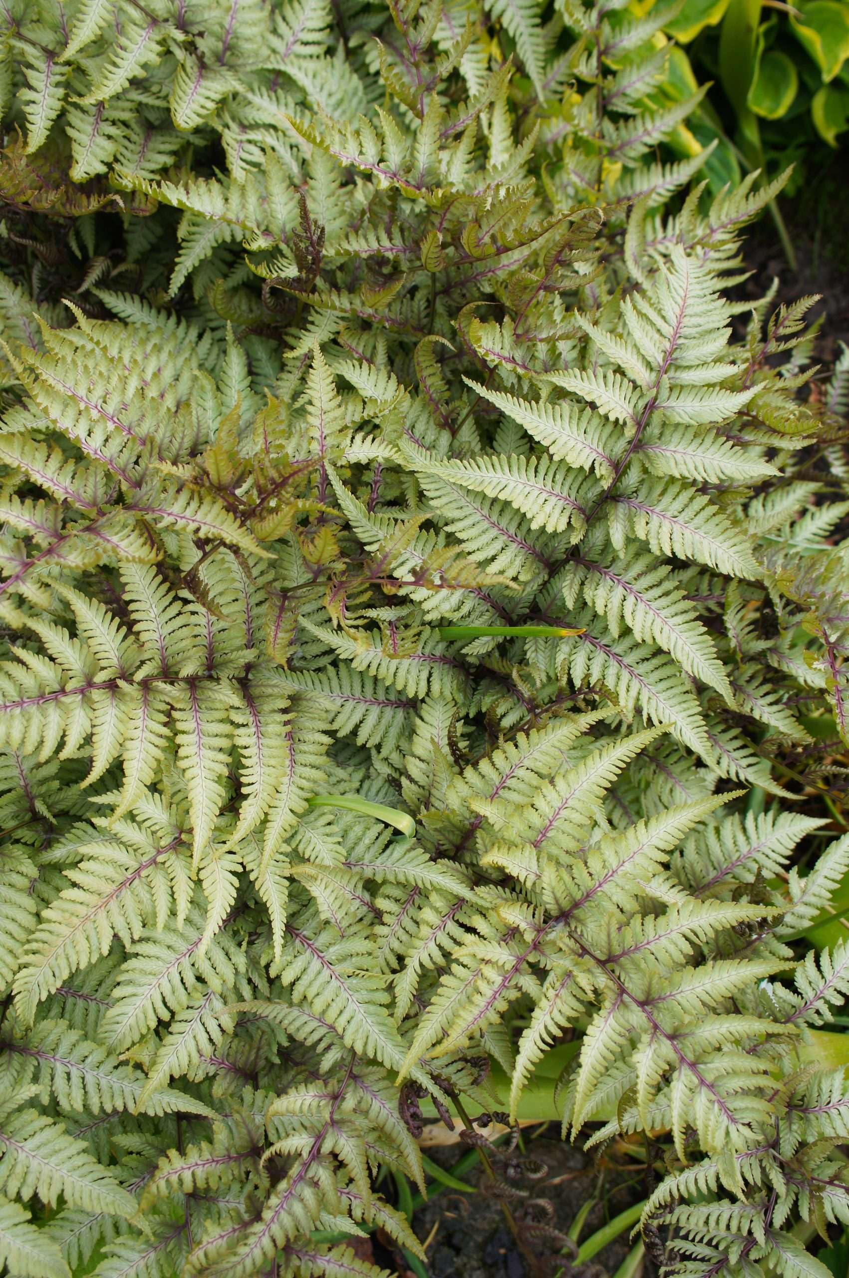 Lincsplants - Athyrium niponicum 'Metallicum'-1 / 3Ltr Potted