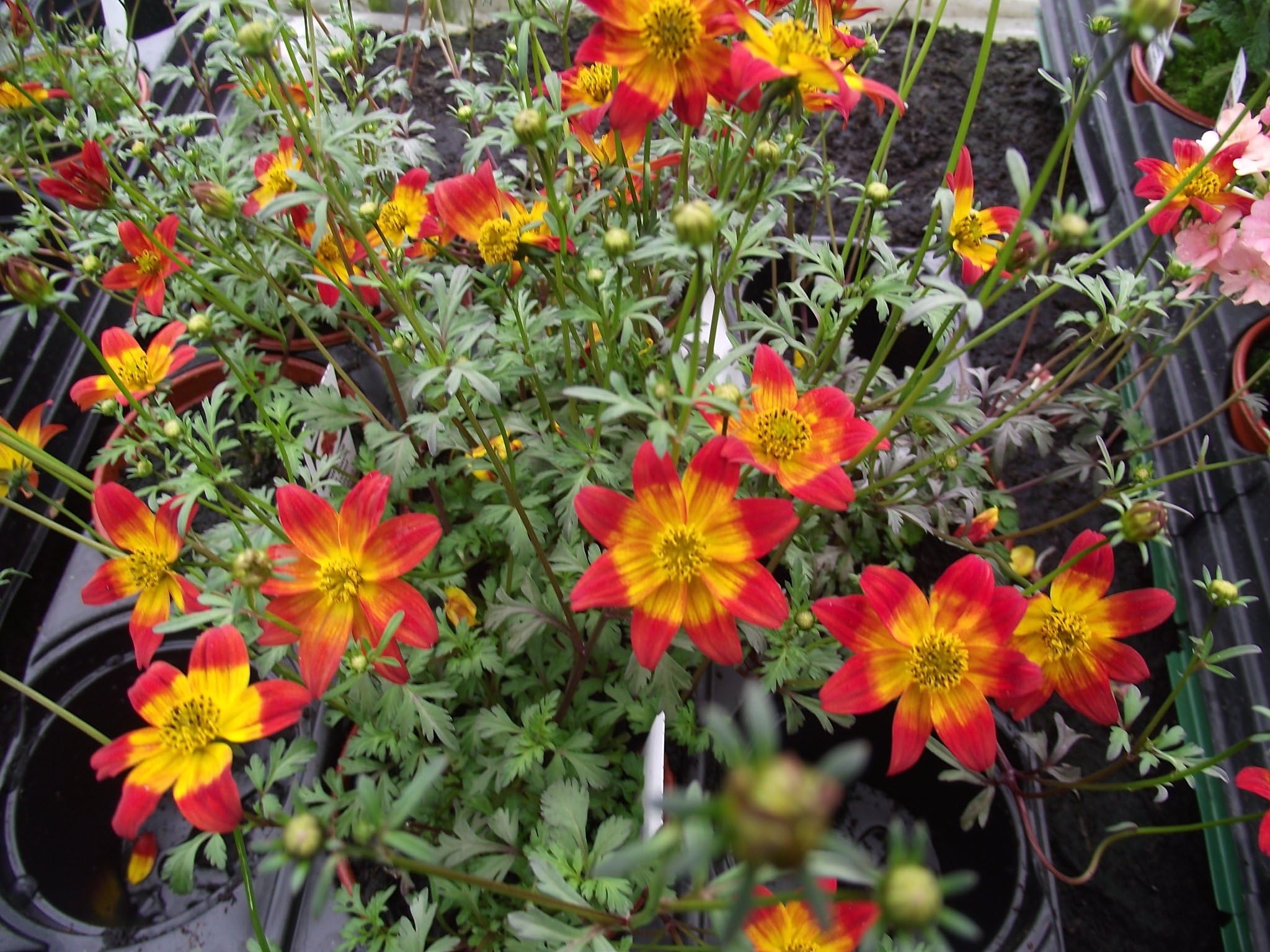 5 BIDENS BEEDANCE PAINTED RED LARGE PLUG PLANTS