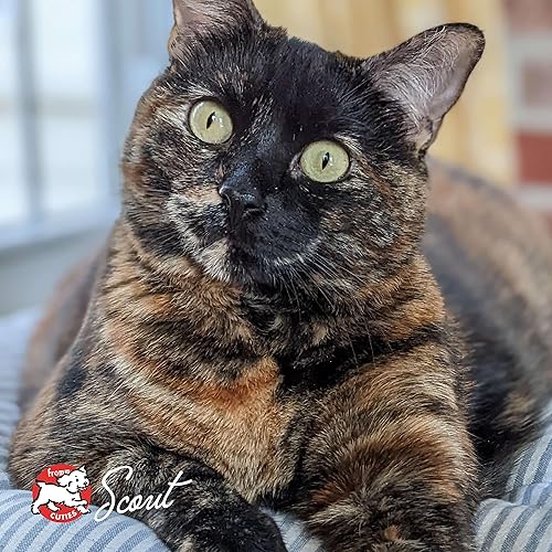 Miniatura 10 de Fromm Four-Star Nutritionals Chicken Au Frommage - Comida seca prémium para gatos, receta de pollo, 10 libras