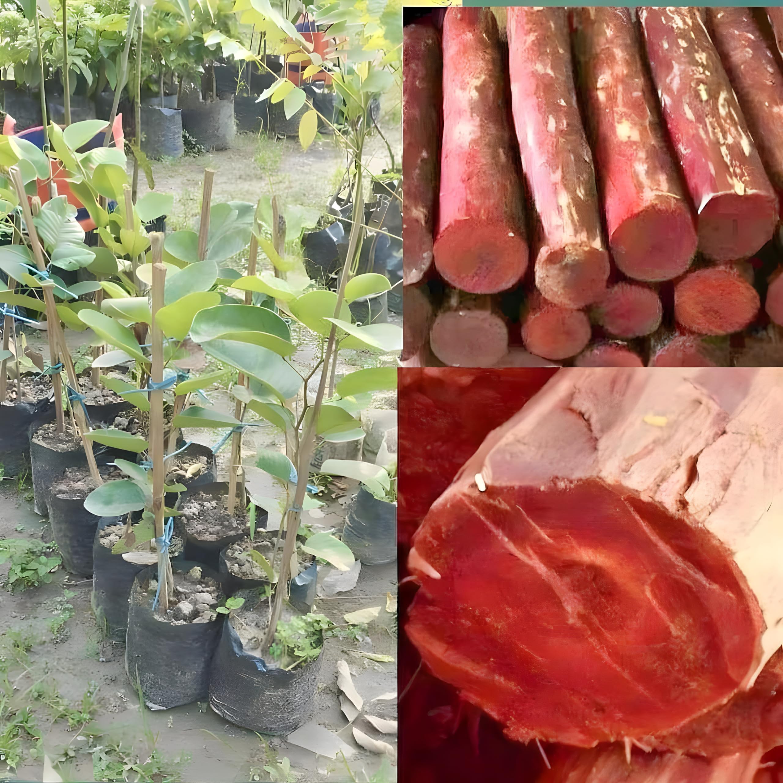 See full amazon price history chart for Original Red chandan plant pack of 2 Original Red chandan plant pack of 2 (B0CYM157XL) Amazon Price History, Amazon Price Tracker