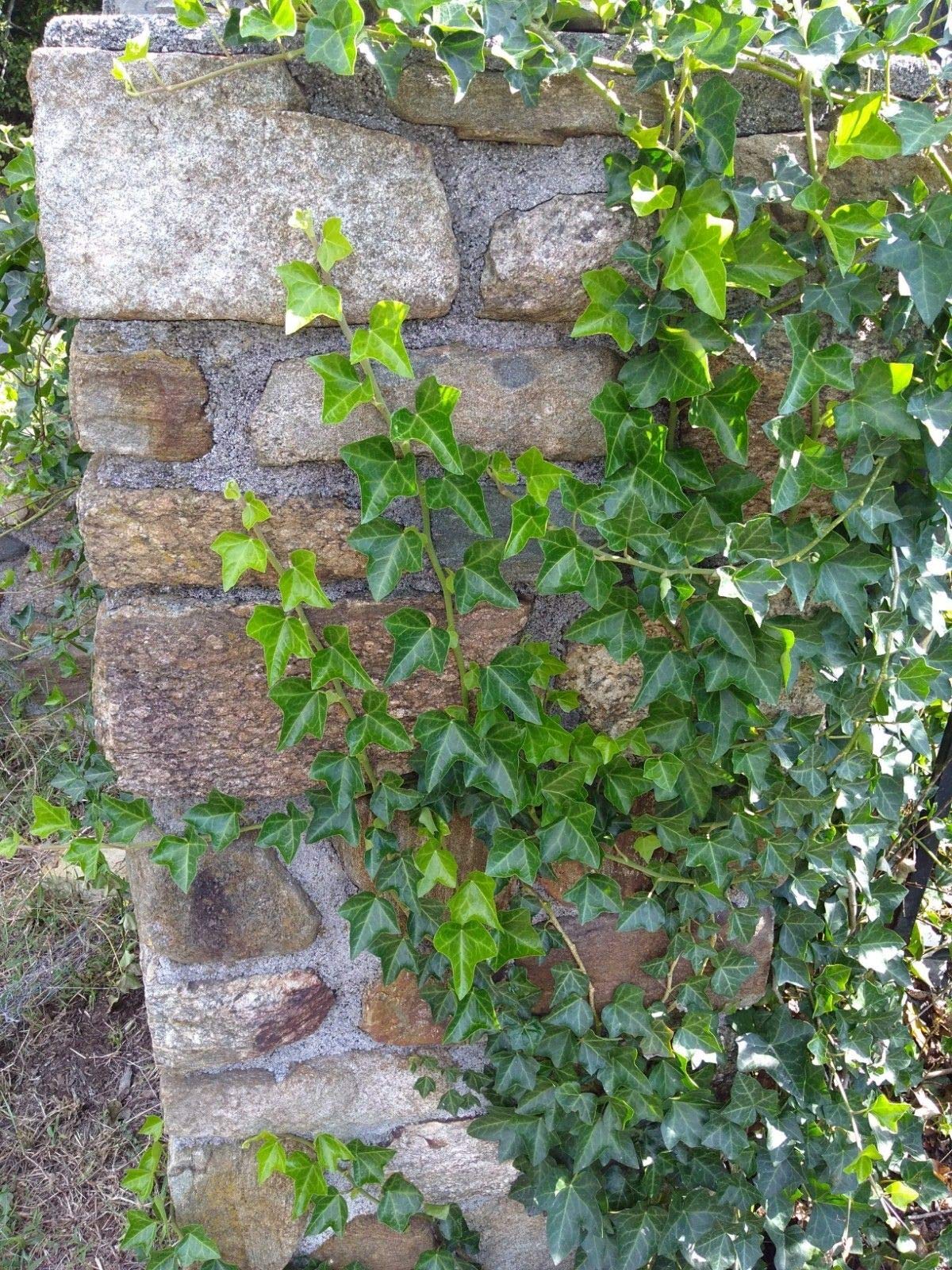 PLAT FIRM GERMINATIONSAMEN: 10#IVY Stecklinge Efeu Evergreen * nackte  Wurzel * Zimmerpflanze Efeu Reben : Amazon.de: Garten