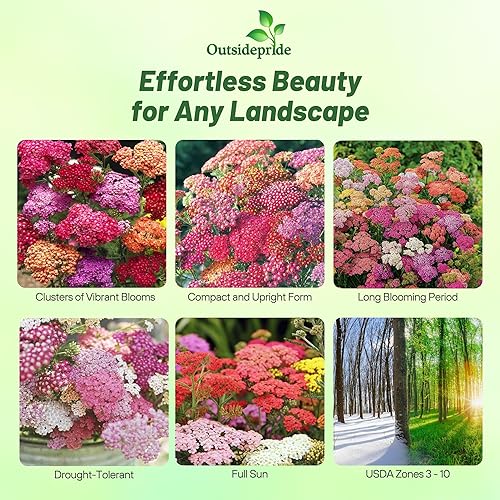 Miniatura 2 de Outsidepride Flores de jardín de bayas de verano de milenrama Achillea para cortar arreglos secos 1000 semillas