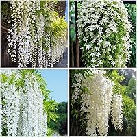 400+ Climbing Weeping Jasmine Seeds - Fragrant Perennial Vines for Gardens, Balconies & Home - Long-Blooming Flowers by WivolibeSeeds