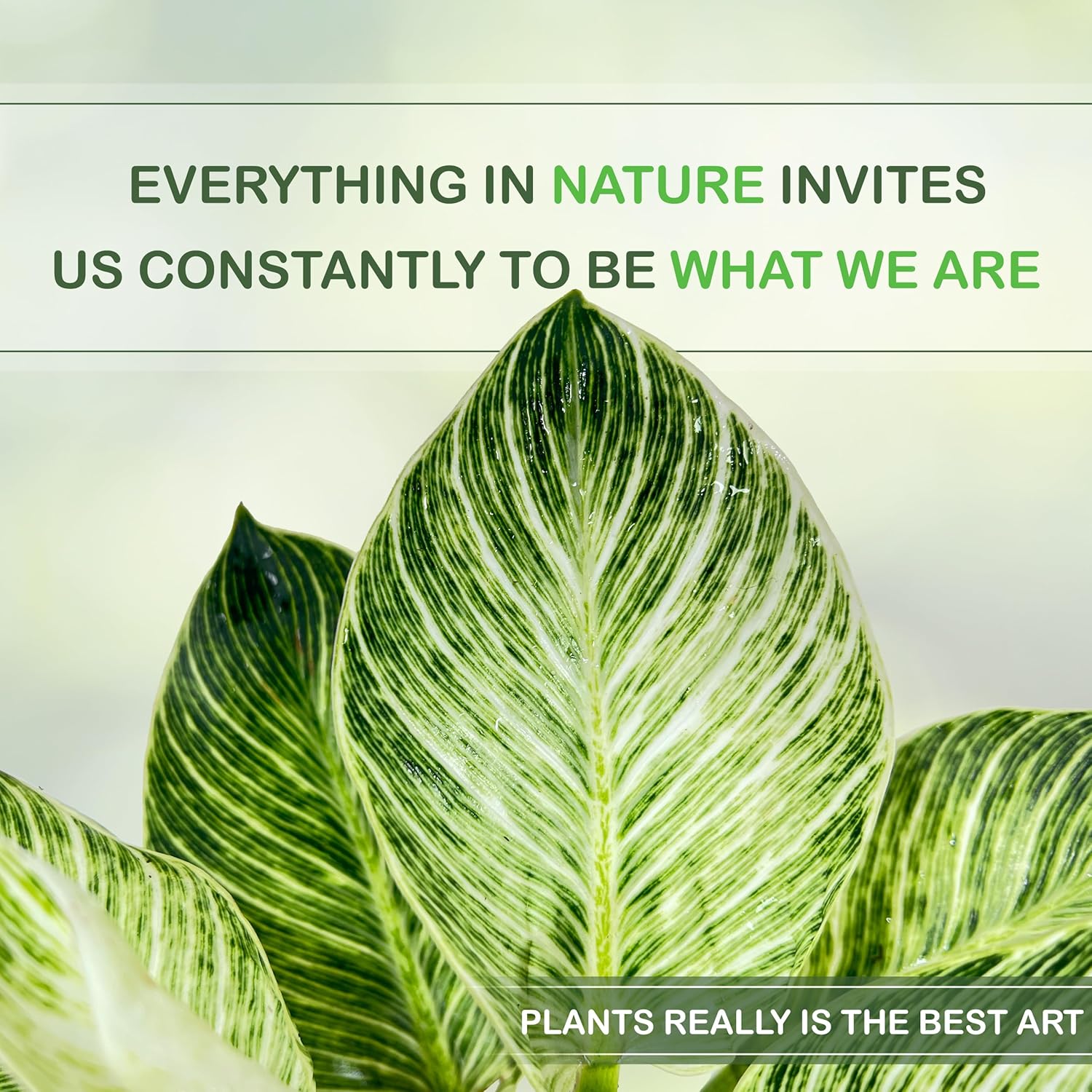 LEAL PLANTS ECUADOR Philodendron White Wave,Philodendron Birkin Live Plant White Variegation & Classic Climbing Habit, Perfect for Home Decor,Unique Gift for Plant-Lovers