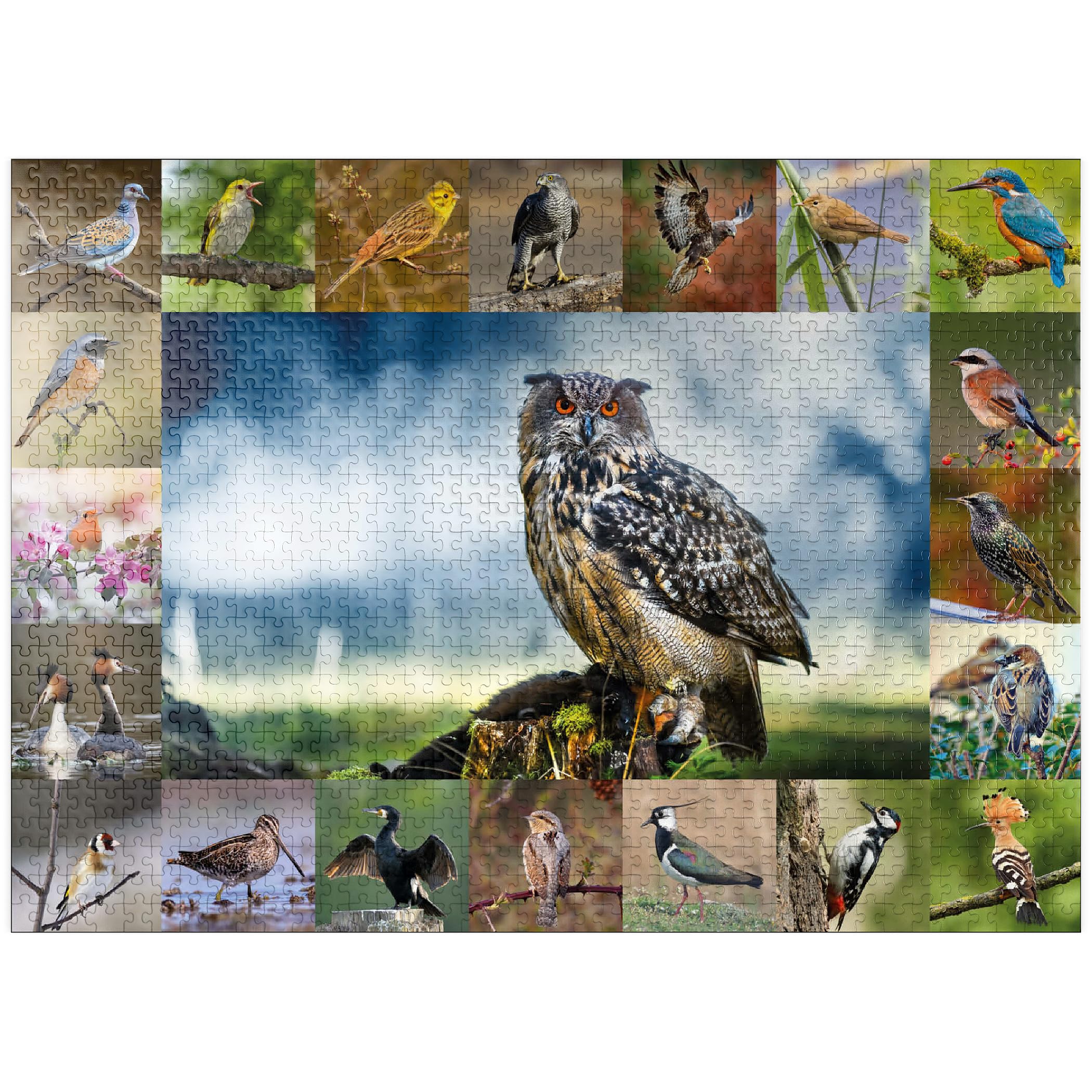 MyPuzzle Birds of The Year - Collage No.3 - Main Subject- Eagle Owl - Premium 1000 Piece Jigsaw Puzzle for Adults