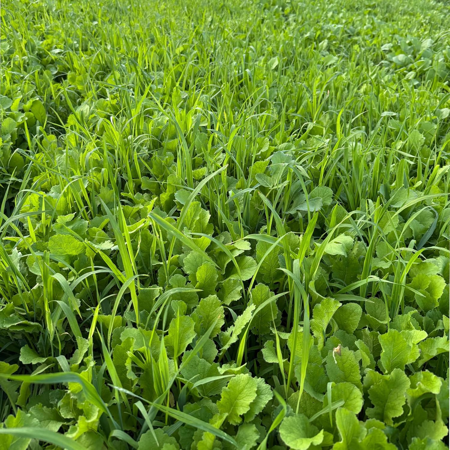 Fast Forage Food Plot Seed Mix, 1/4 Acre, Winter Peas, Whitetail Forage Oats, Winter Rye Grain, Radish, Hybrid Brassica, Kale, Throw and Grow
