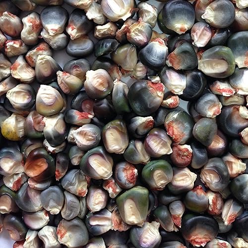 Wayland Chiles Maíz Dent Verde Oaxaqueño (4 onzas)