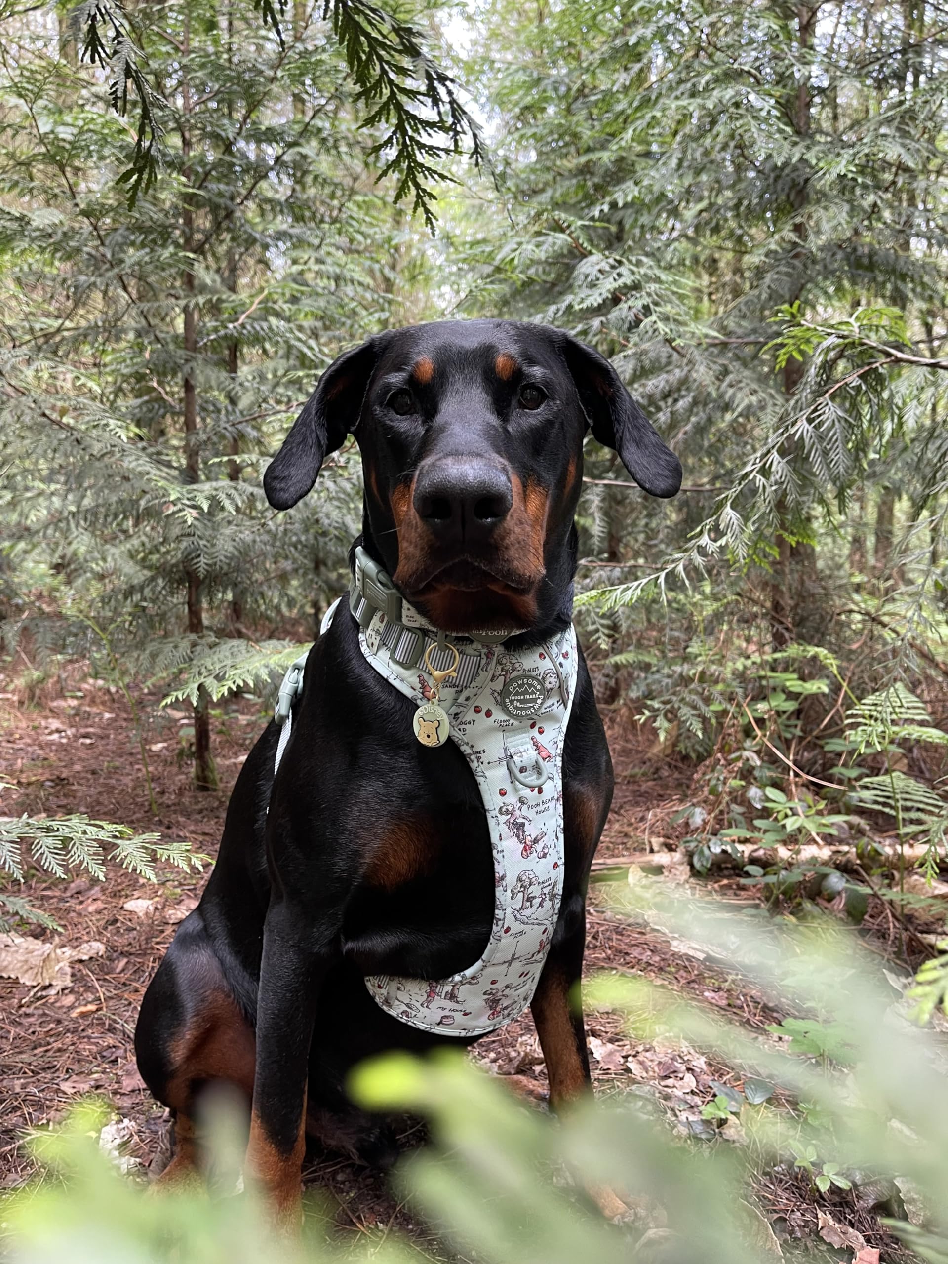 Pawsome Paws Boutique Aker Woods Hundegeschirr, robust, verstellbar, Disney-Design, kein Ziehen, mit reflektierendem Rand und Stabiler Schnalle, 100 Stück