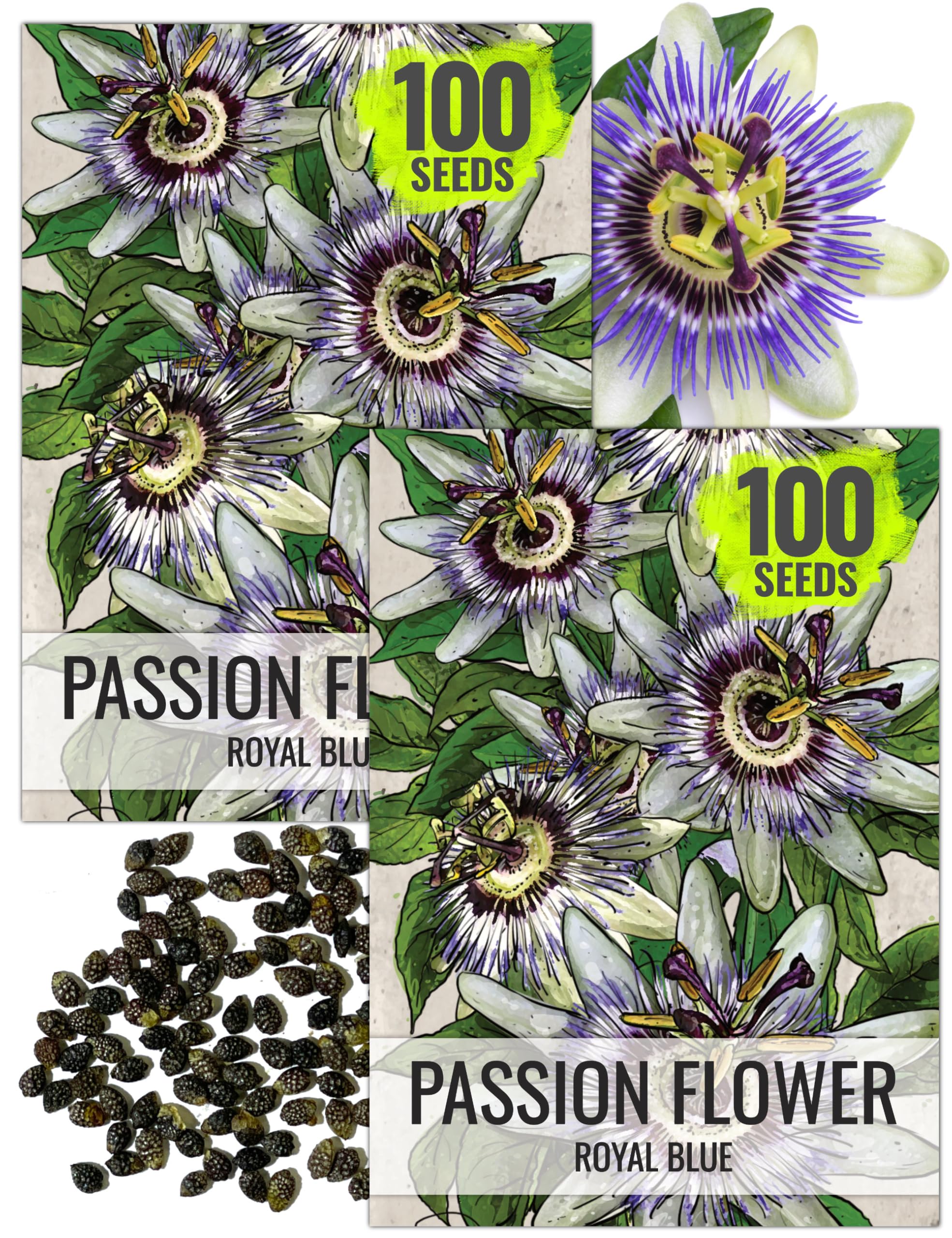 Seed Needs, Royal Blue Passion Flower Seeds - 100 Heirloom Seeds for Planting Passiflora caerulea - Open Pollinated Tropical Vine Produces Exotic Blooms (2 Packs)