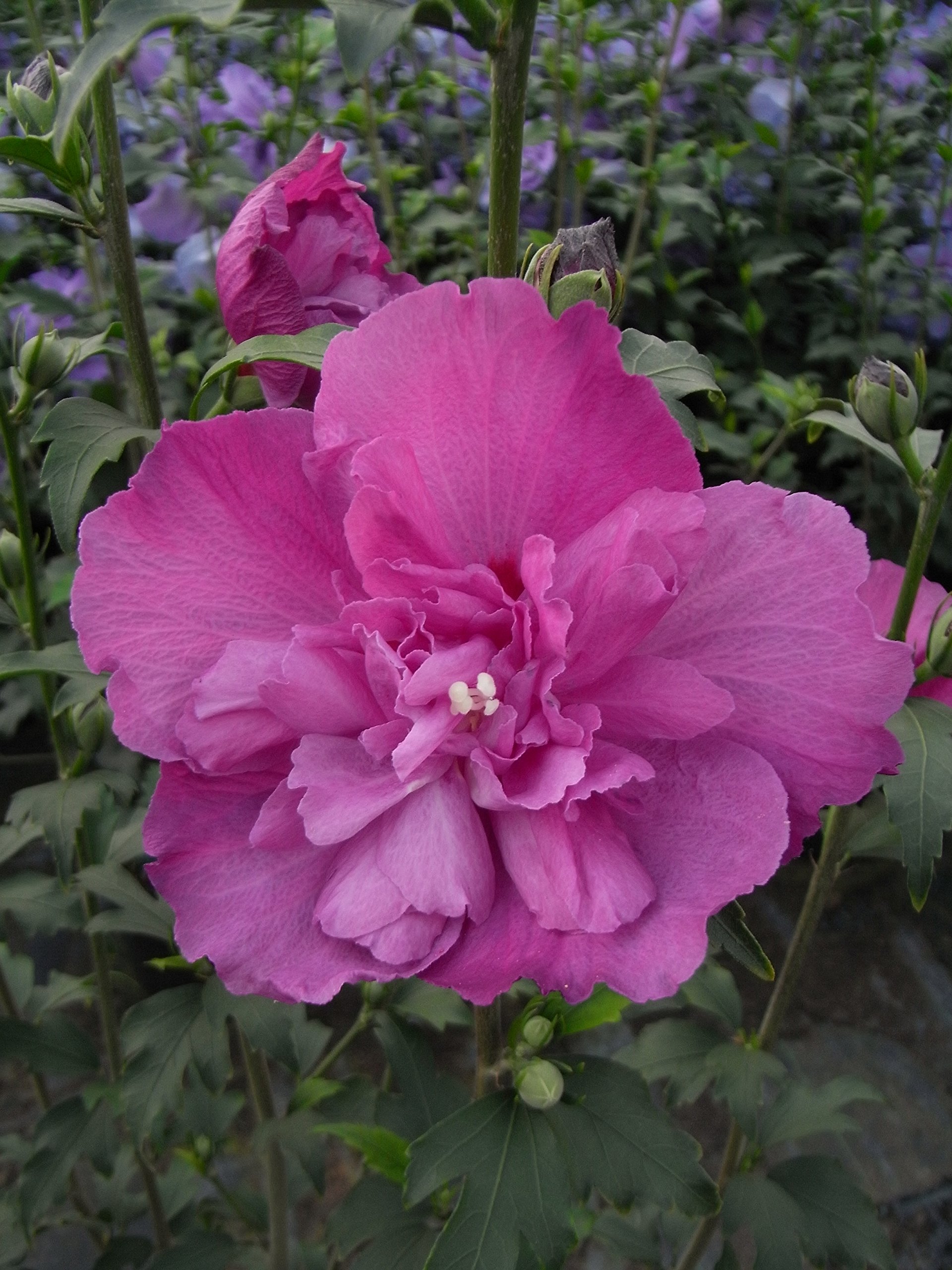 Hibiskus Garteneibisch - Hibiscus syriacus - winterhart und mehrjährig - 1 Zierstrauch von Garten Schlüter - Pflanzen in Top-Qualität (40-60 cm, Duc de Brabant)