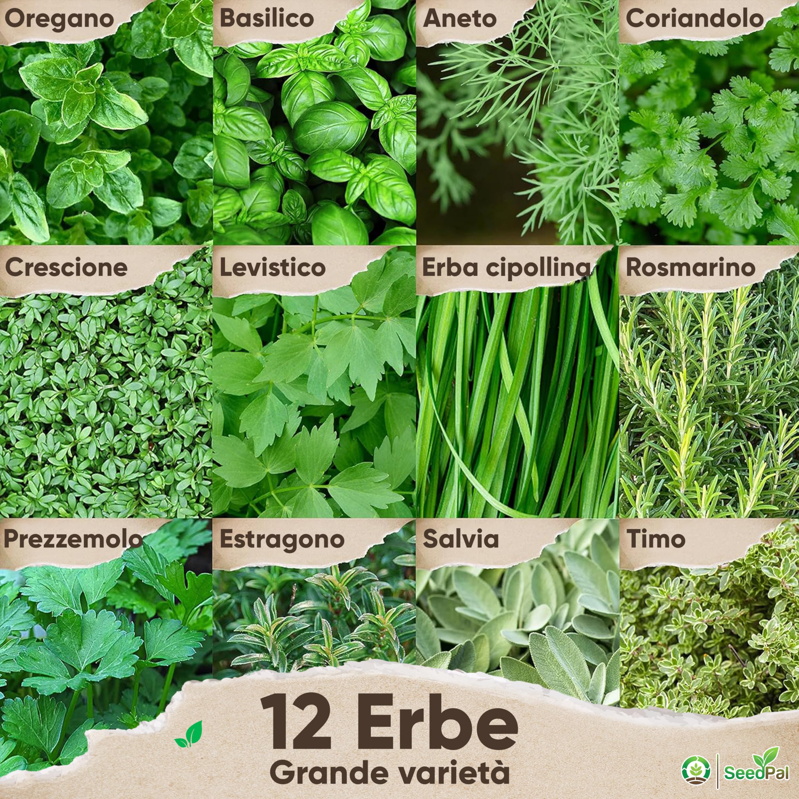 Set Semi Erbe Aromatiche BIO - 12 Varietà Per Orto, Giardino E Microgreens - Foto 12
