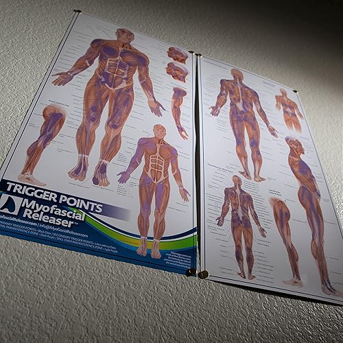 Miniatura 2 de Dos mapas de anatomía de puntos gatillo – Póster de pared de oficina médica para referencia por terapeutas de masaje, fisioterapeutas,