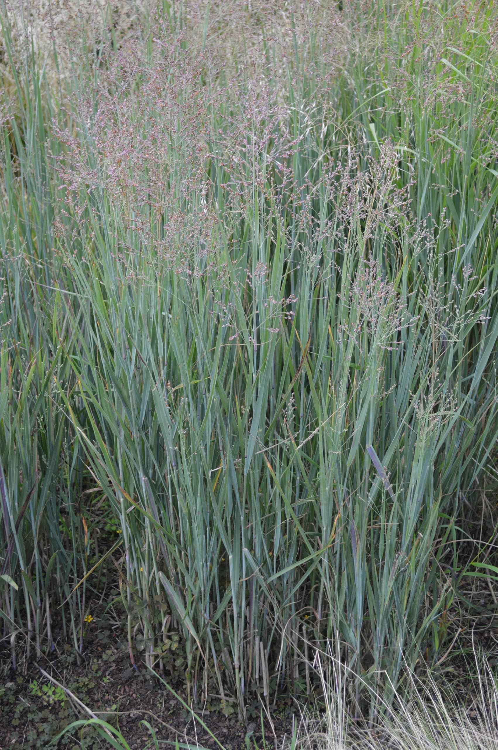 Stauden Gänge 10 x Panicum virgatum 'Heavy Metal' Blaue Rutenhirse | Blaues Ziergras für Sonne, Blüte Juli bis Oktober, mehrjährig, 1 L Topf (11x11 cm)