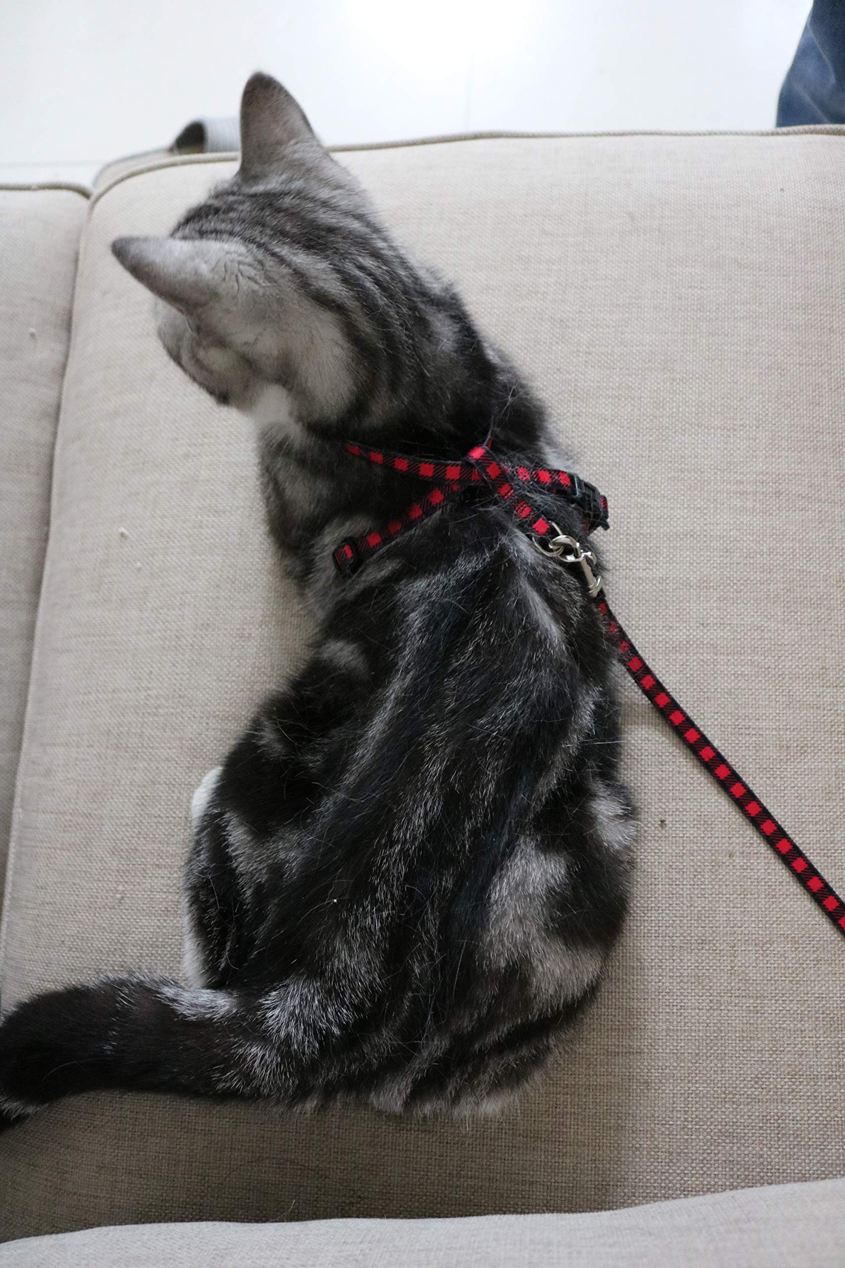 figure 8 harness cat