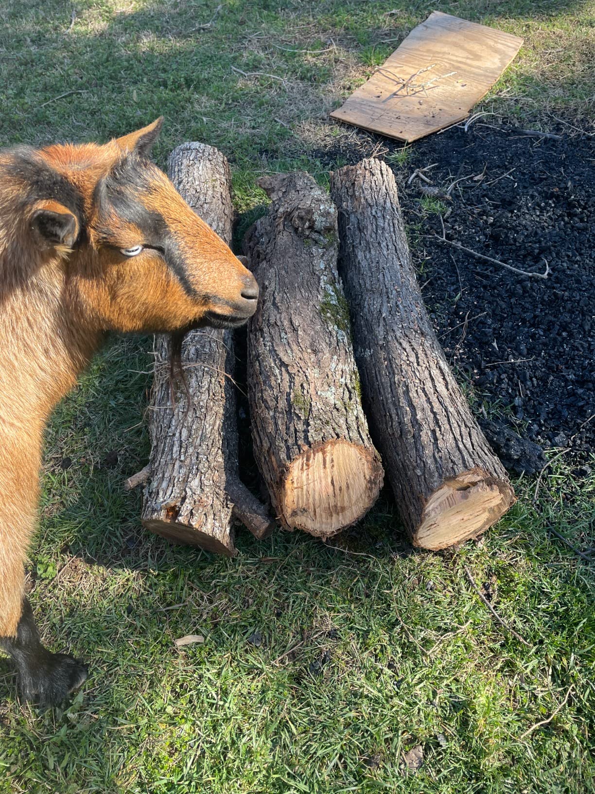 22/mo Finance VTEK Chainsaw Cordless Brushless Chain Saw 12inch